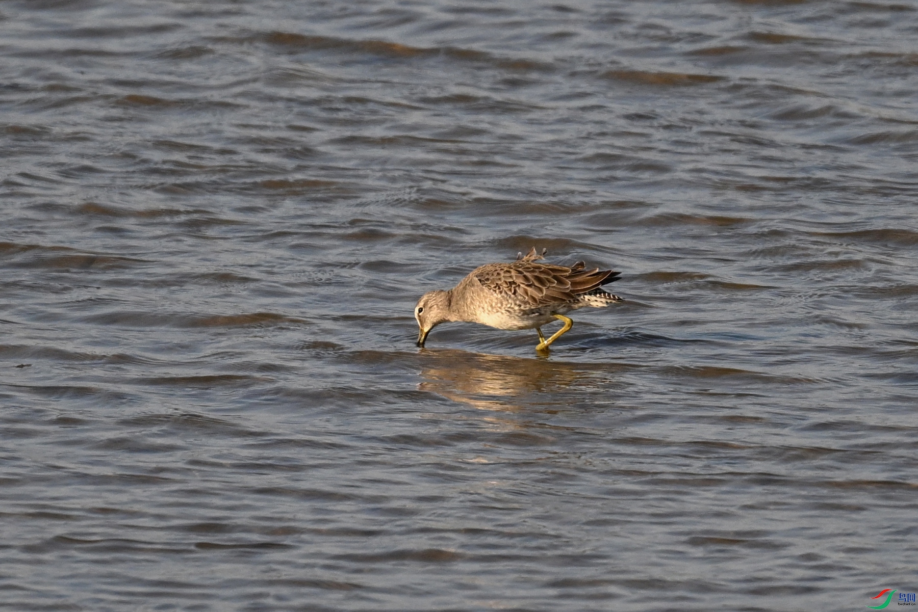 DSC_8485.JPG
