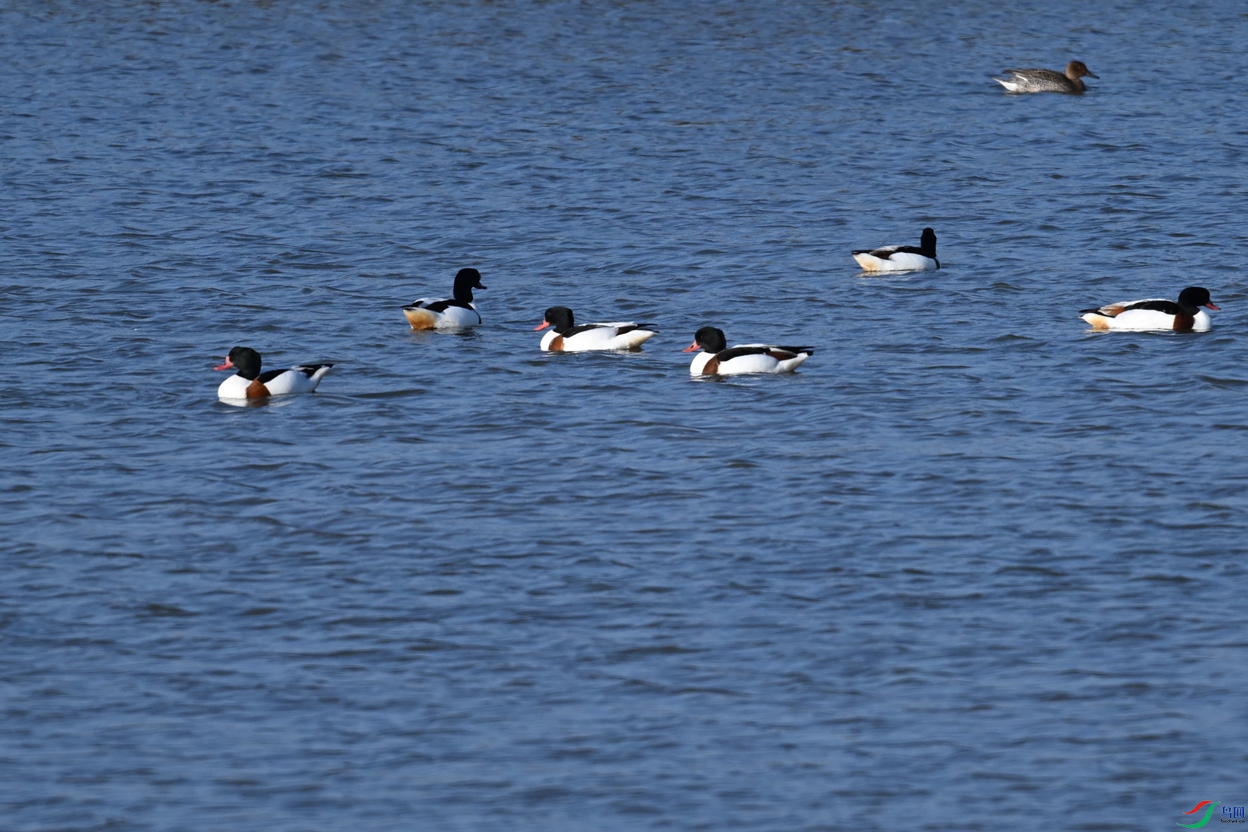 DSC_8428.JPG