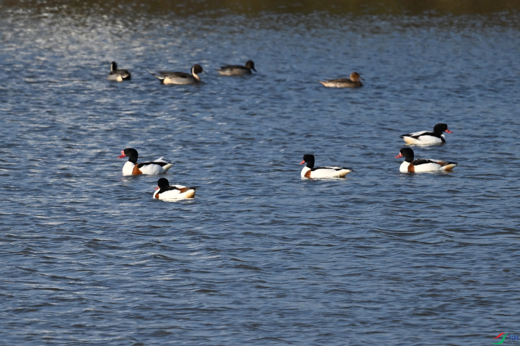 DSC_8430.JPG