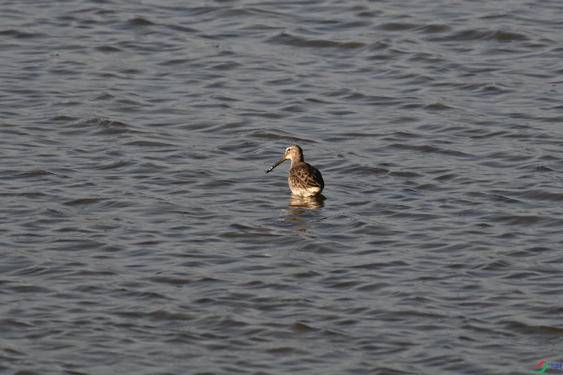 DSC_8542.JPG