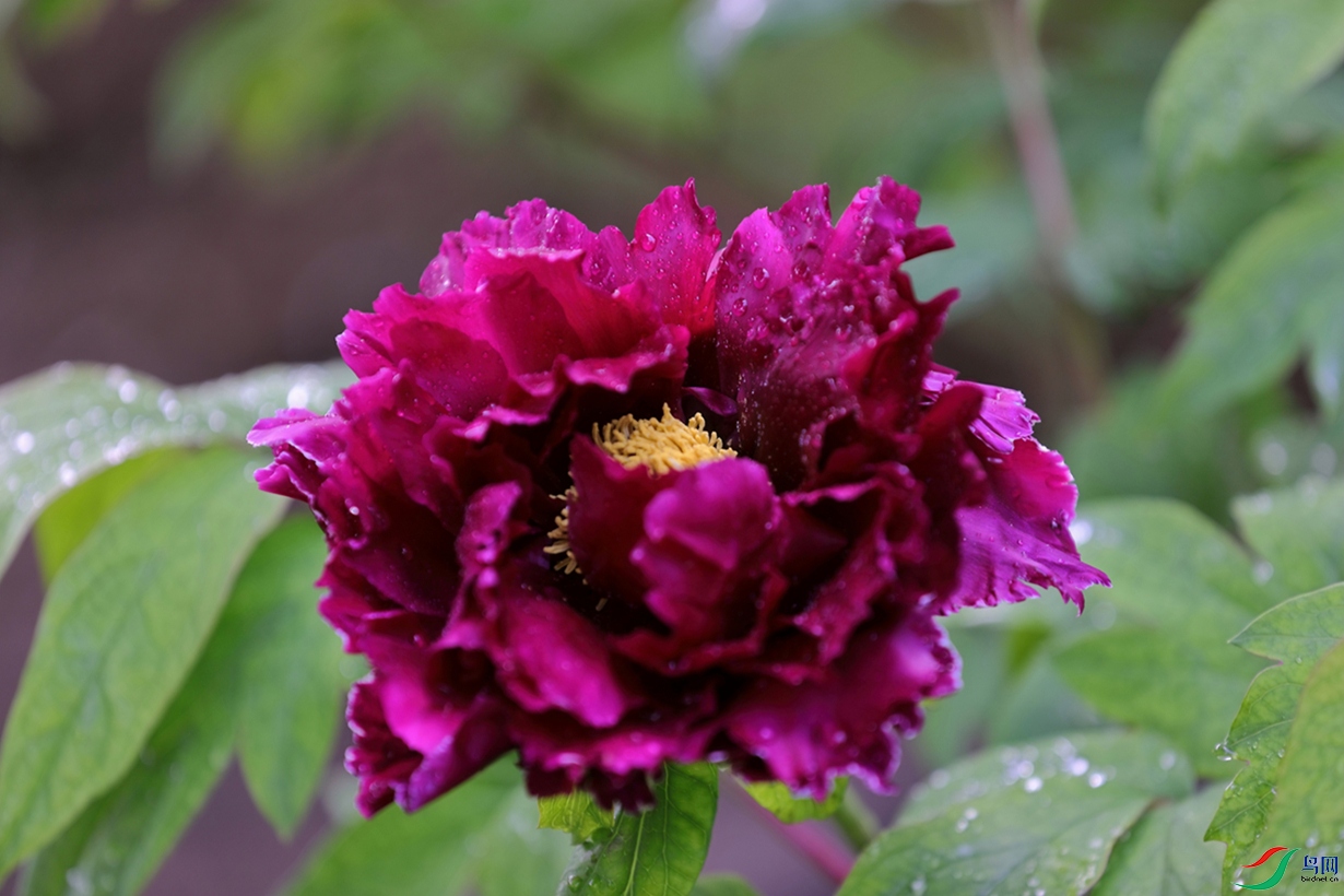 3X7A6581.JPG