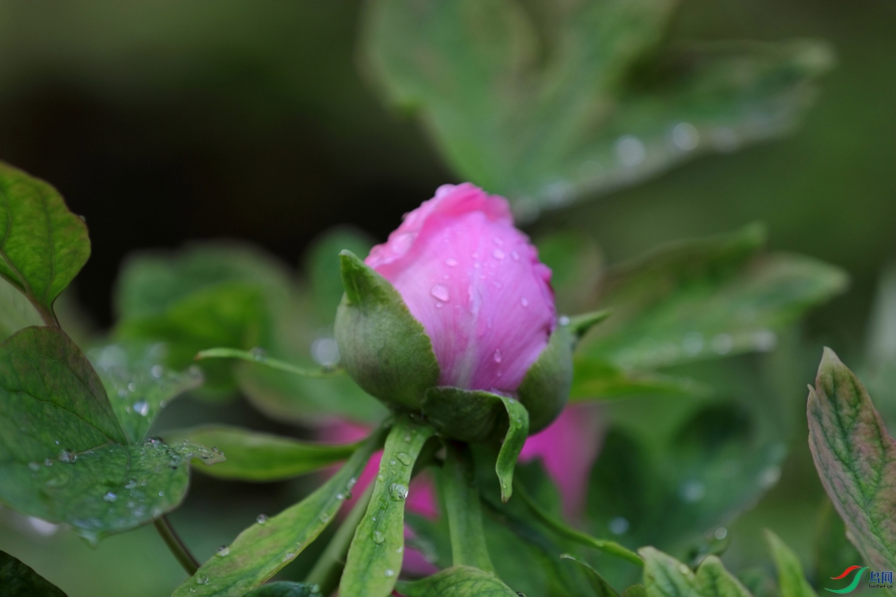 3X7A6577.JPG
