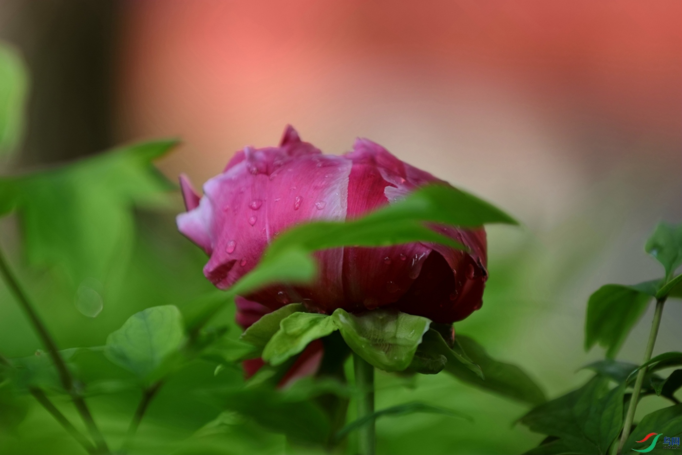 3X7A6599.JPG