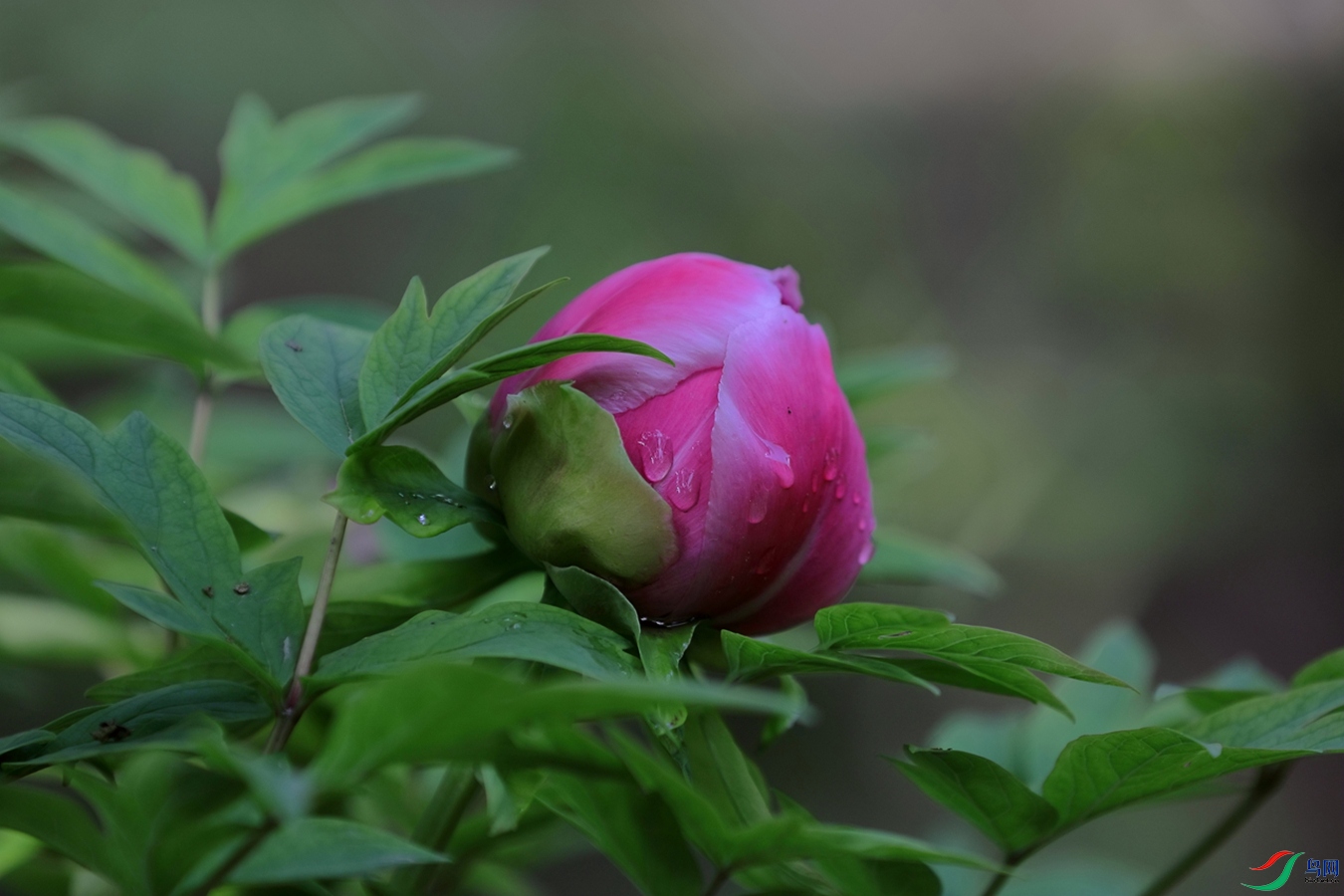 3X7A6629.JPG