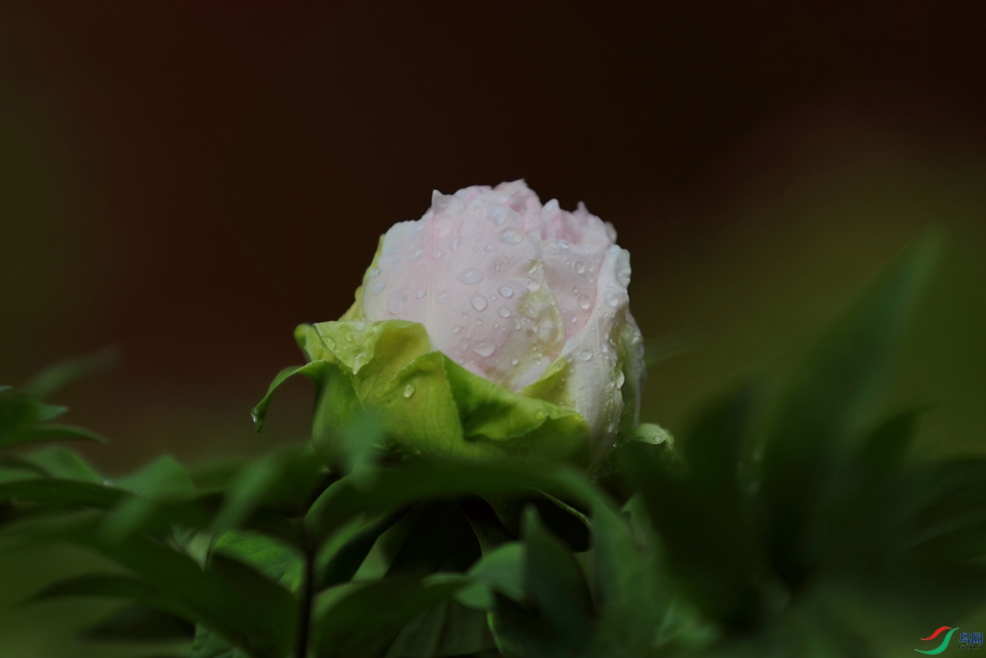 3X7A6627.JPG