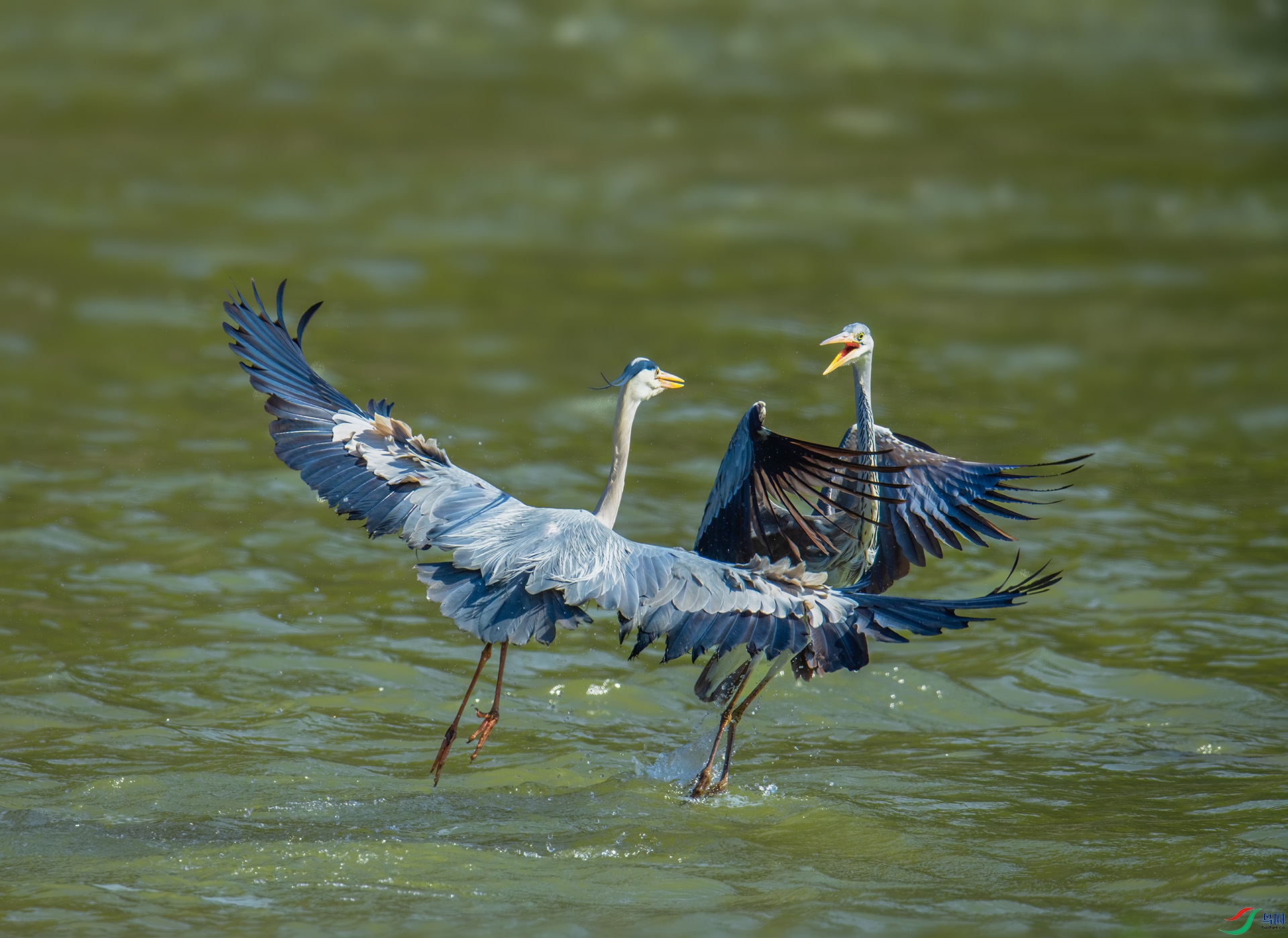 DSC_2305 -1.jpg