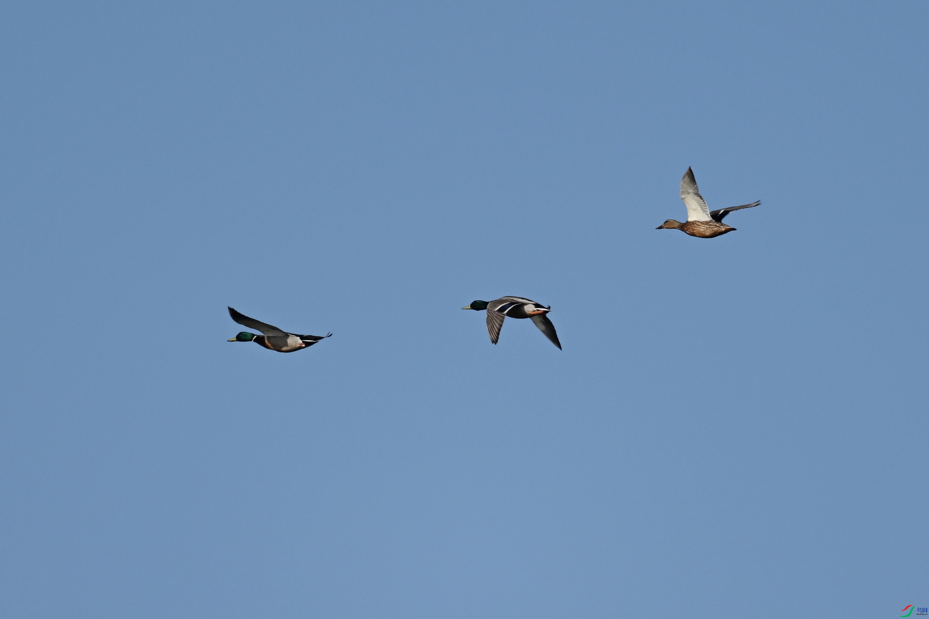 DSC_8438.JPG