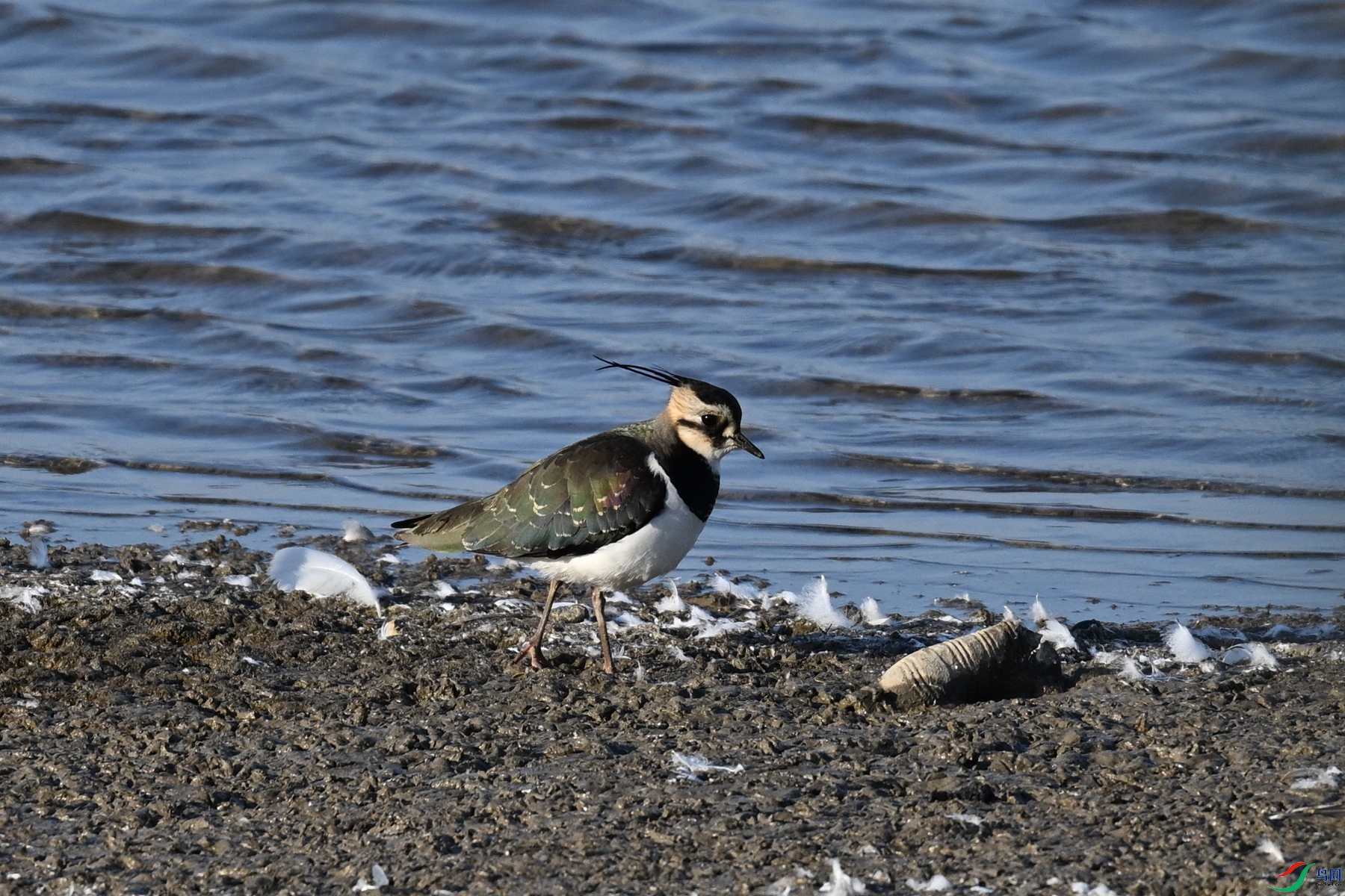 DSC_8597.JPG