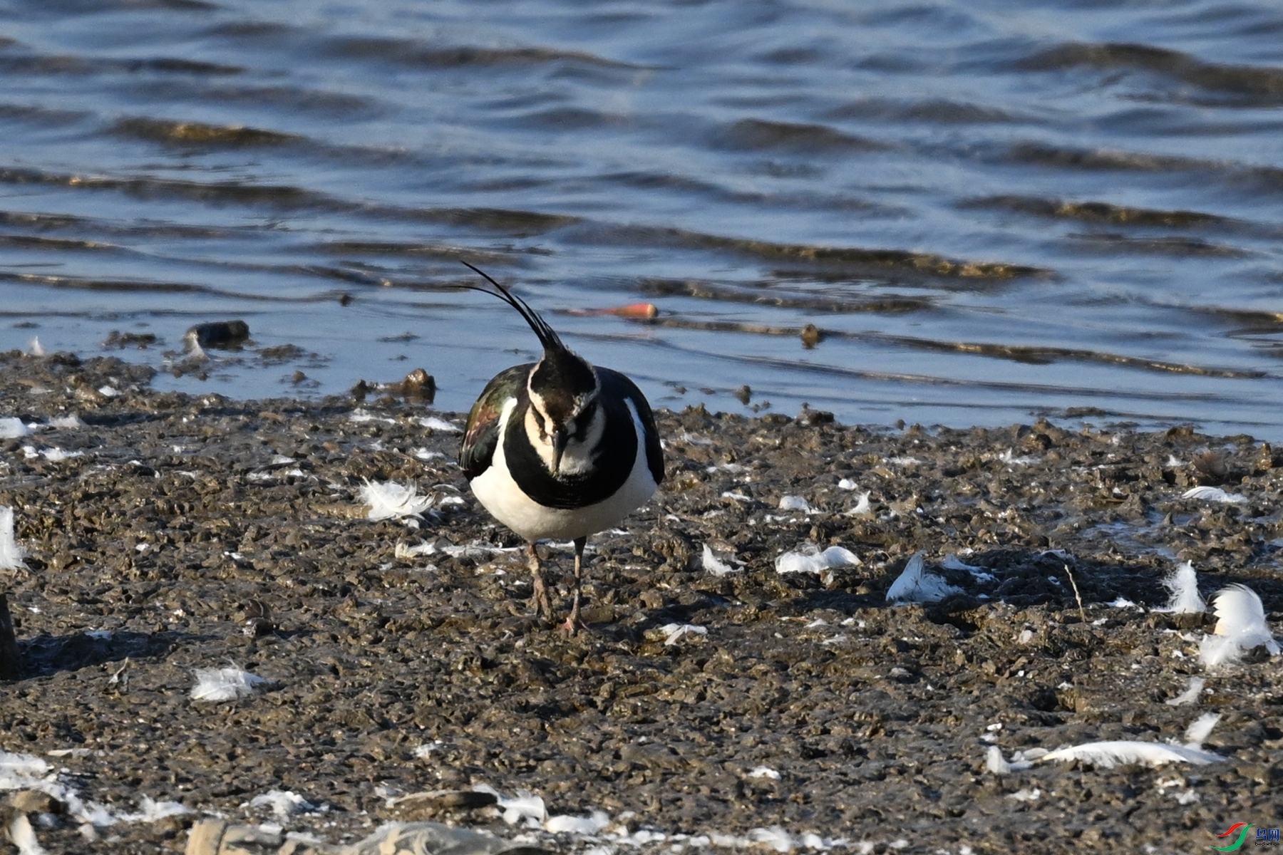 DSC_8599.JPG