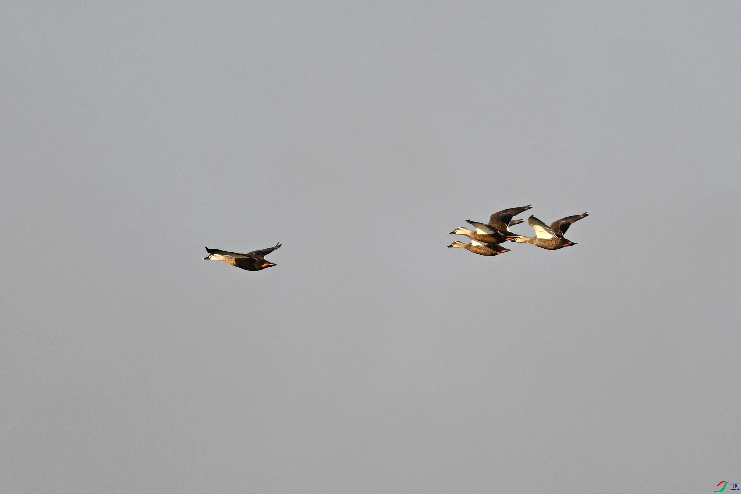 DSC_8441.JPG