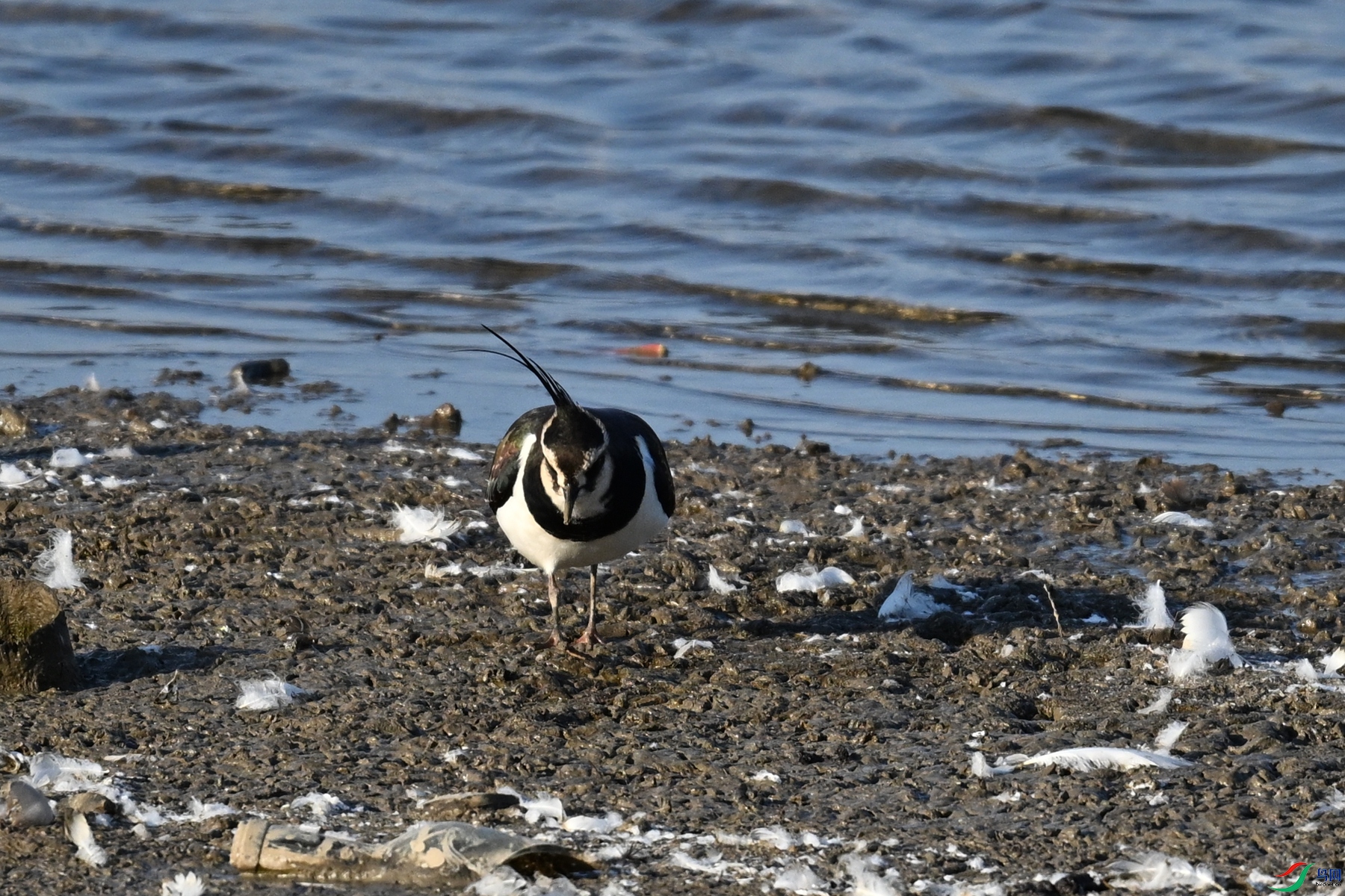 DSC_8600.JPG