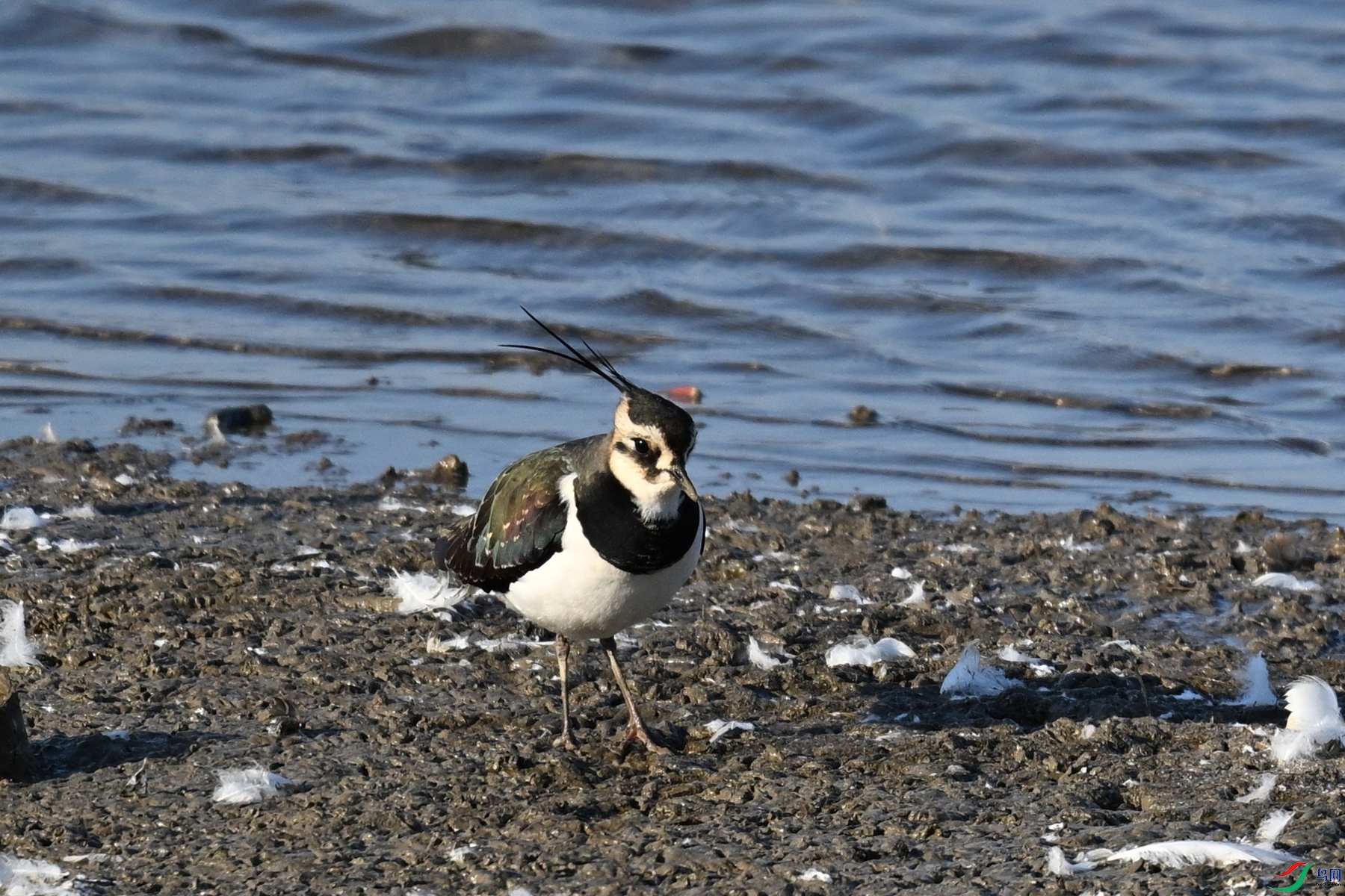 DSC_8604.JPG