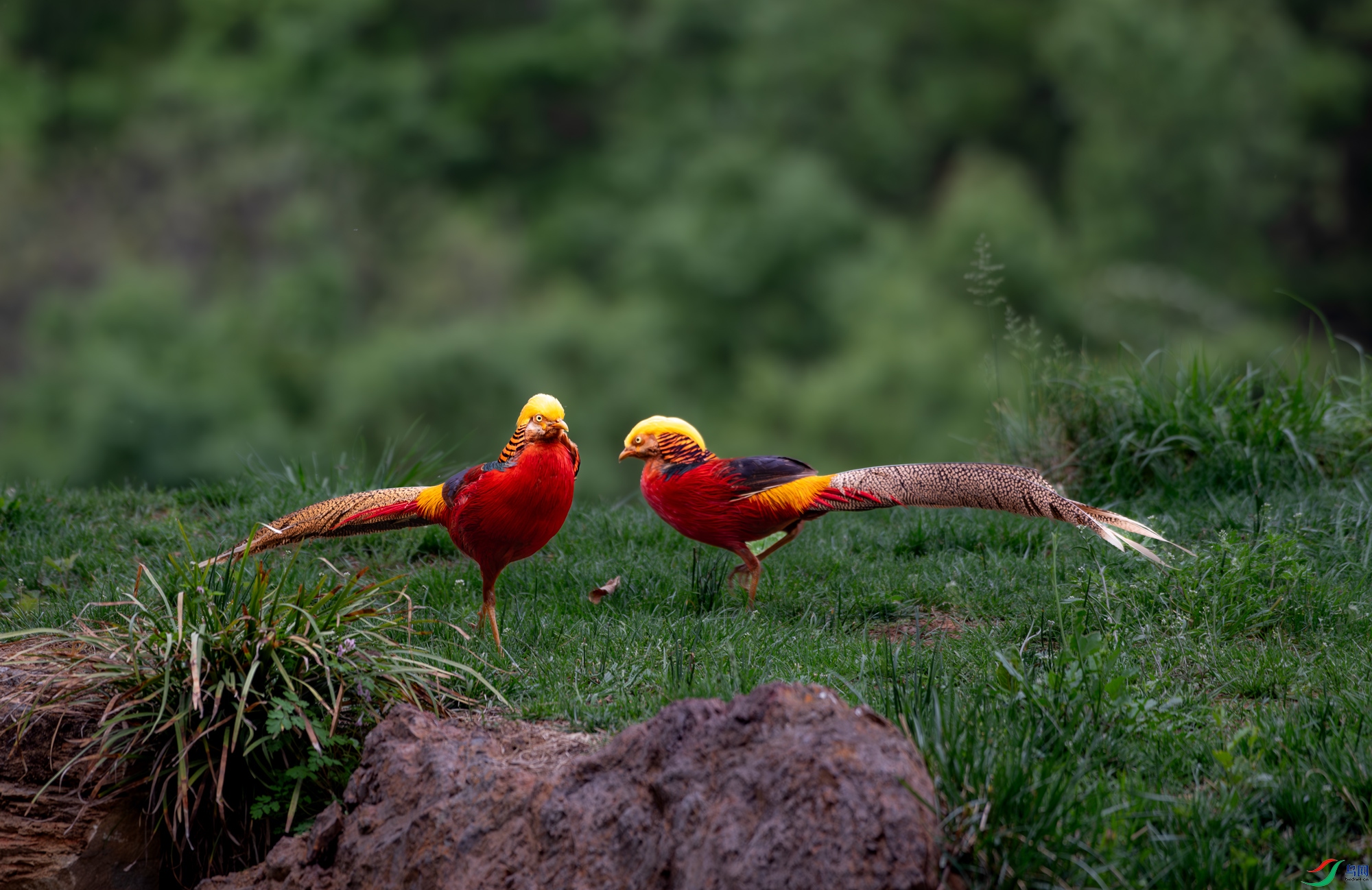 DSC_3268-����ǿ-NR.jpg