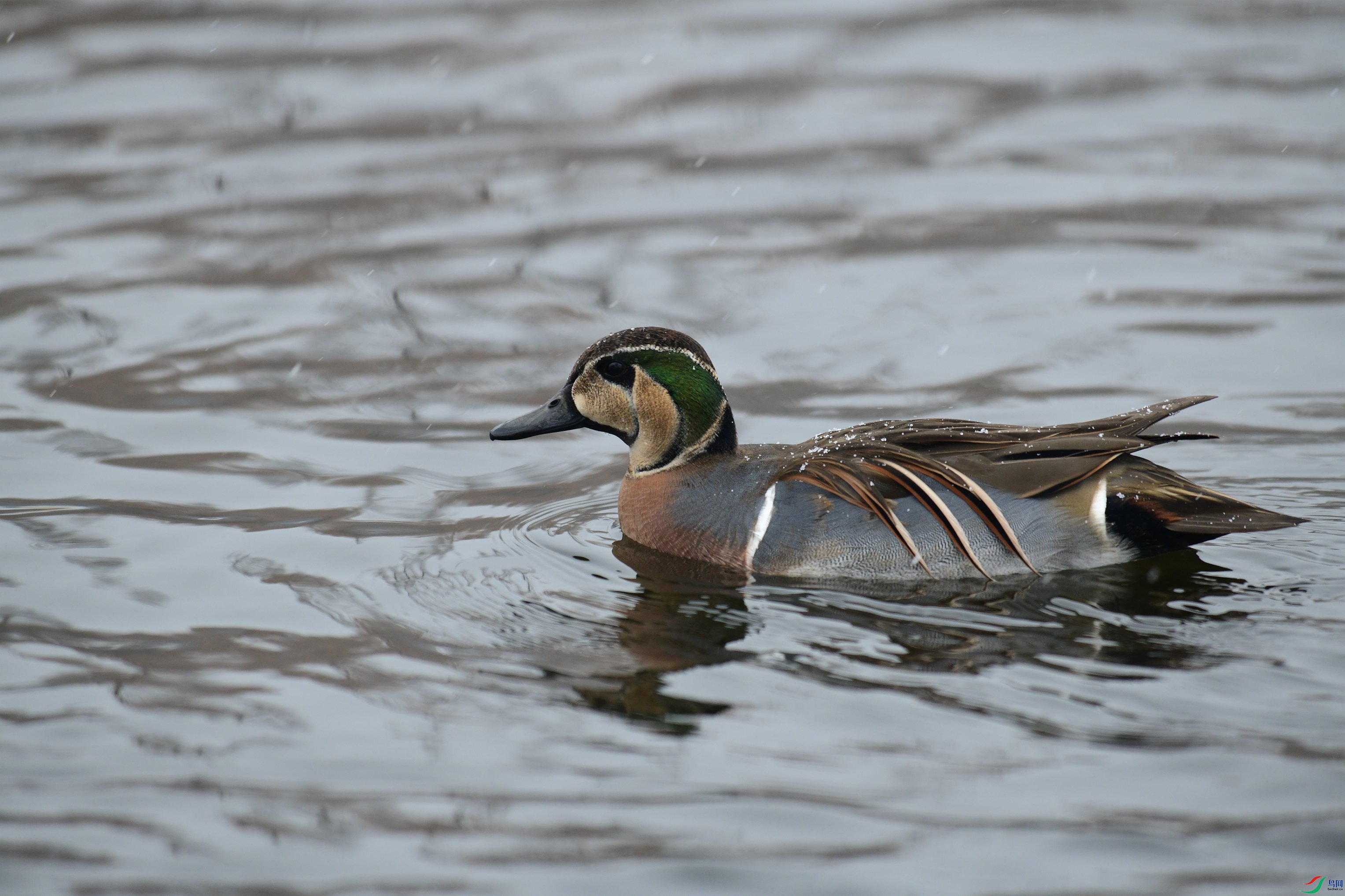 DSC_4194.JPG
