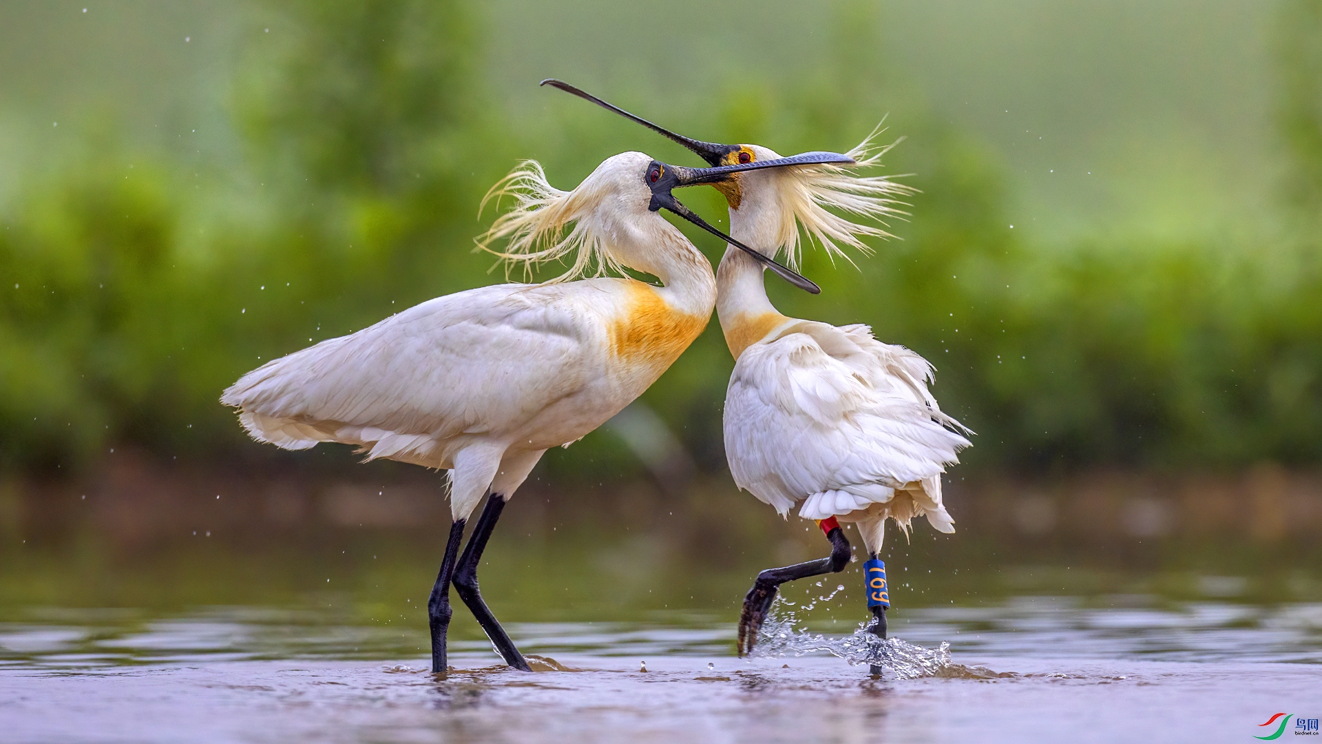 ������ ��������007������VS��������.jpg