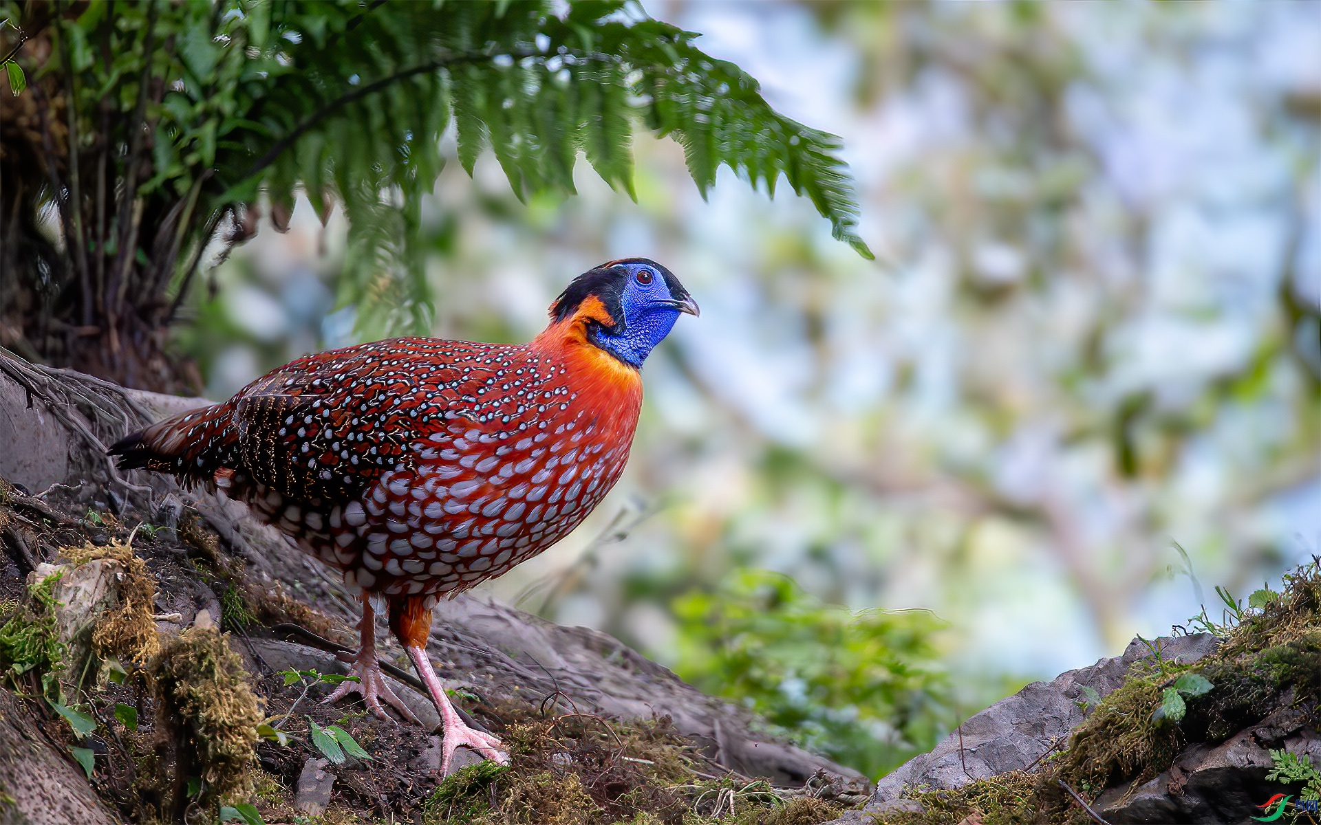 DSC_7590-����ǿ-NR-1�츹����.jpg