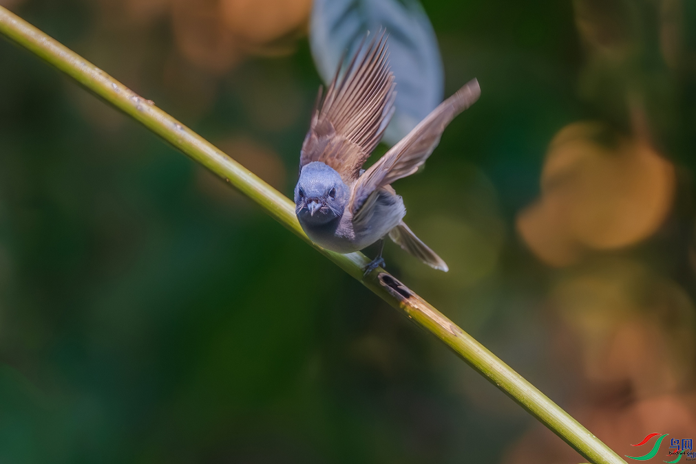 ����ɡ����ٻ����Ѿ�������ɽ���� 24.png