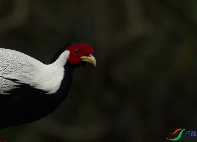 _DSC9942zx.jpg