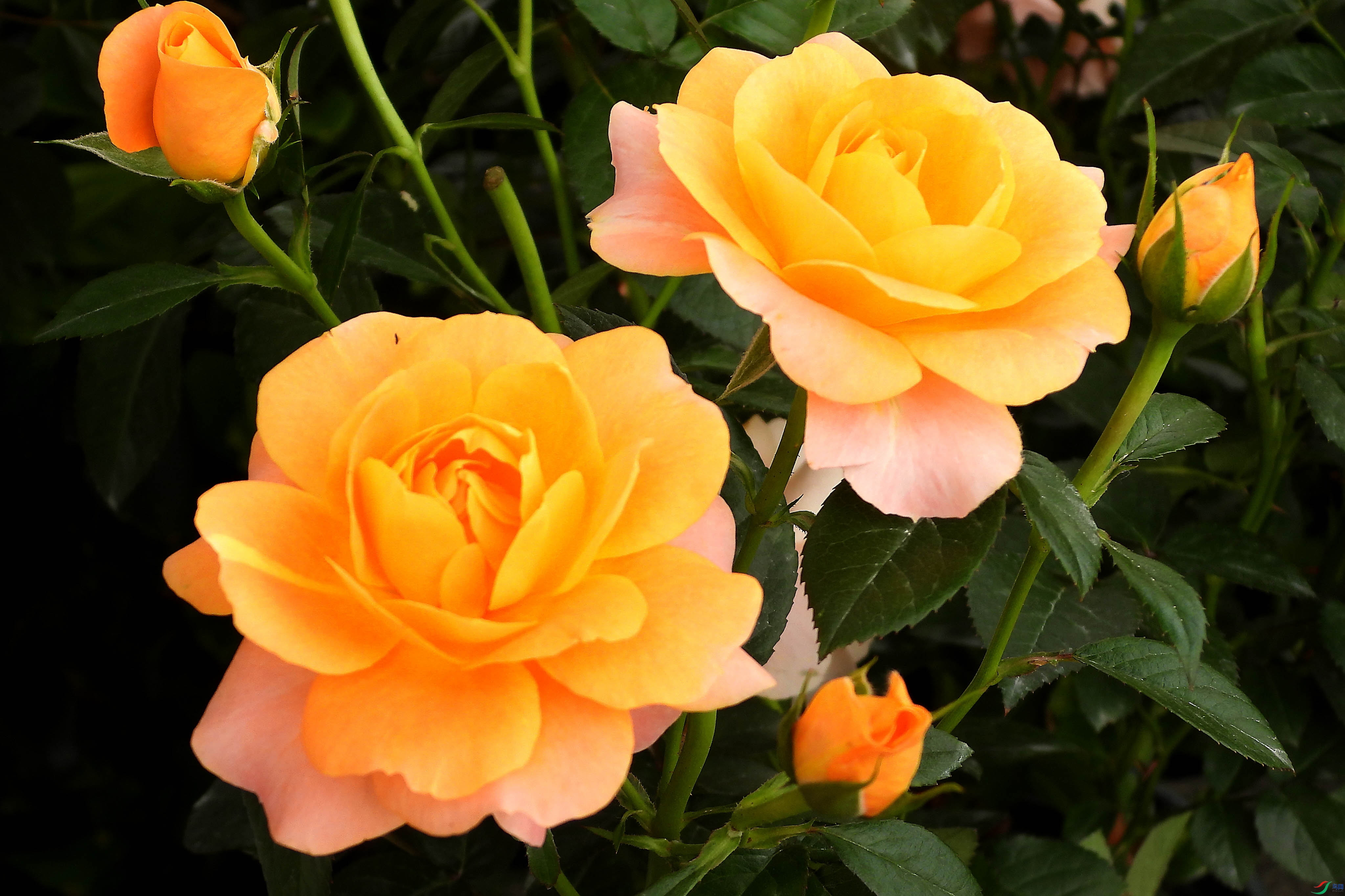 DSCN5660.JPG