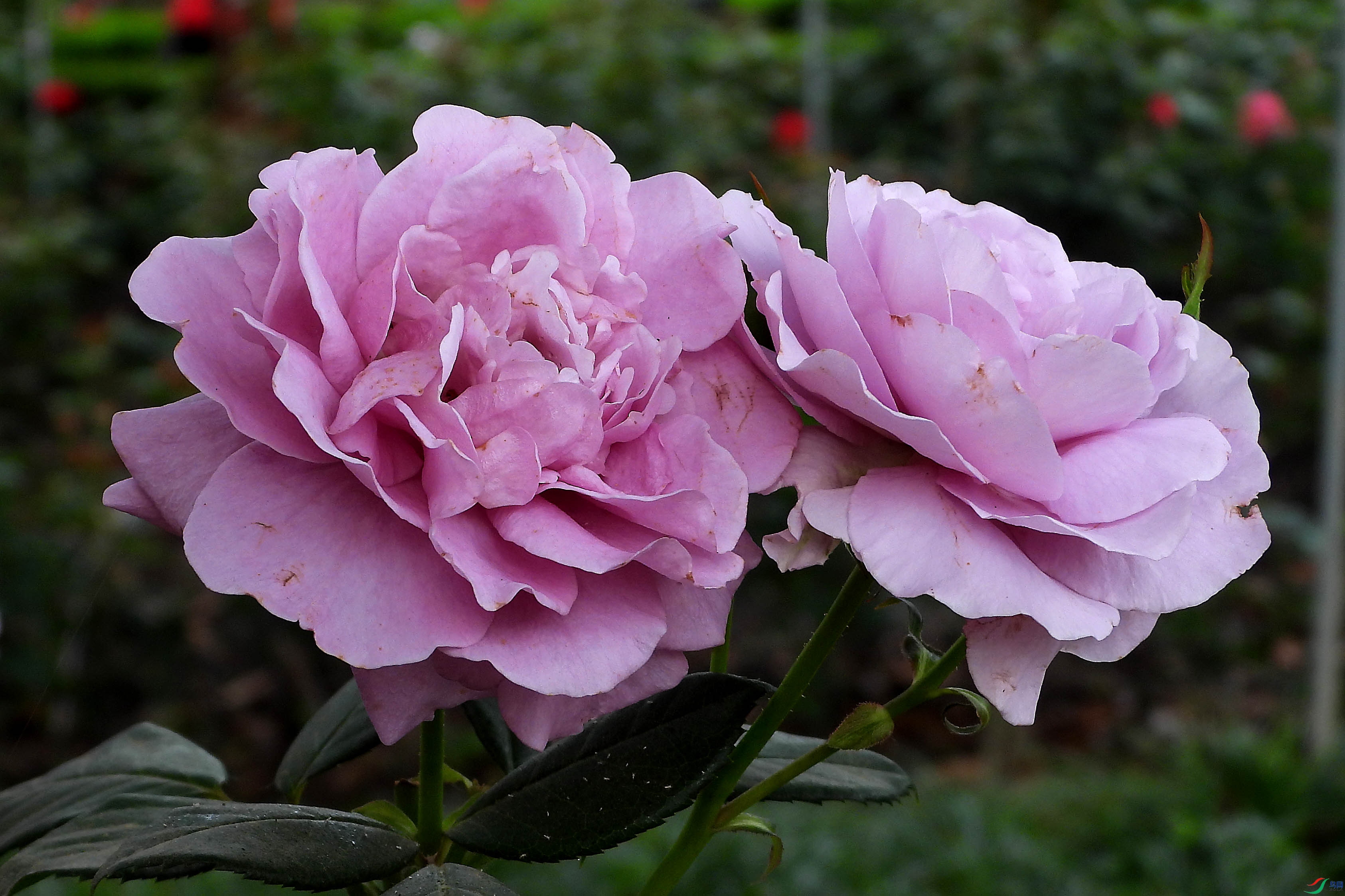 DSCN5661.JPG