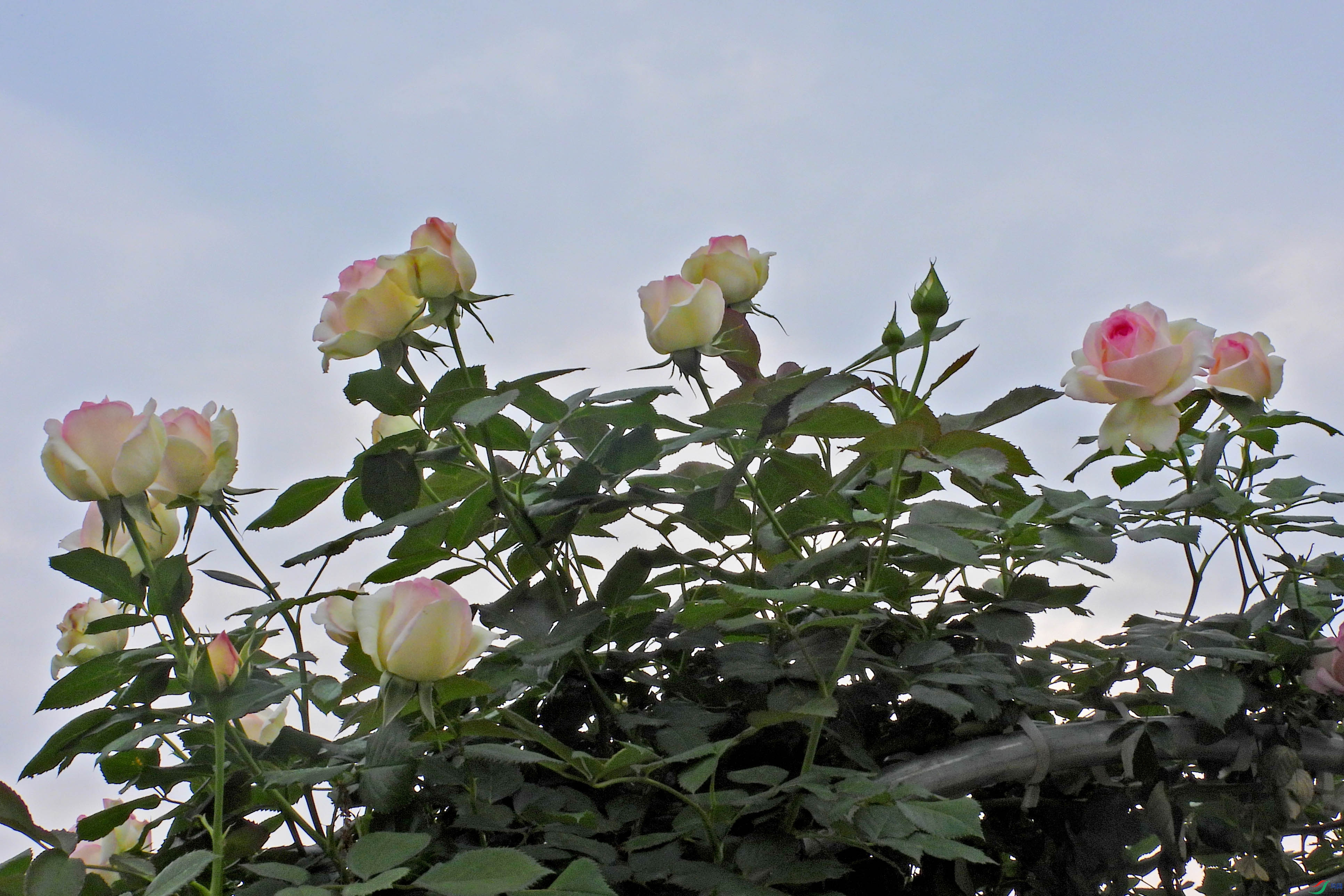 DSCN5665.JPG