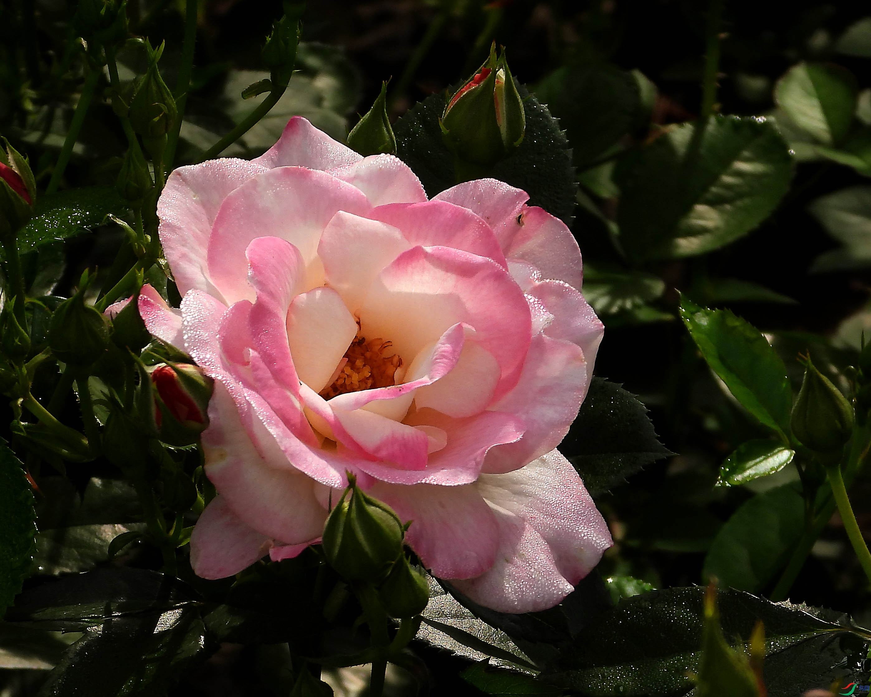 DSCN5691.JPG