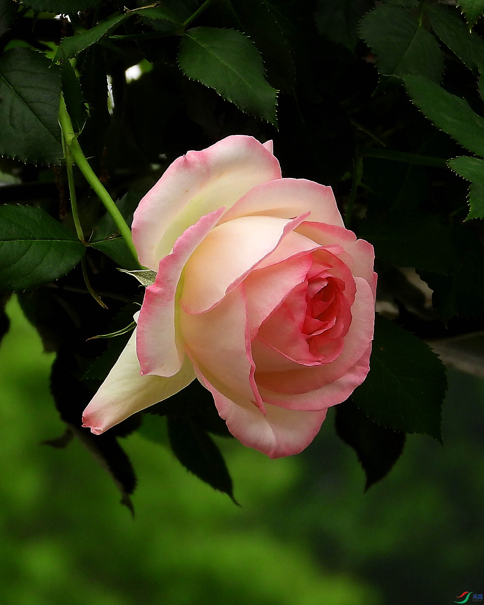 DSCN5682.JPG