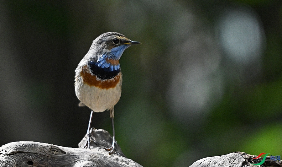 DSC_3822.JPG