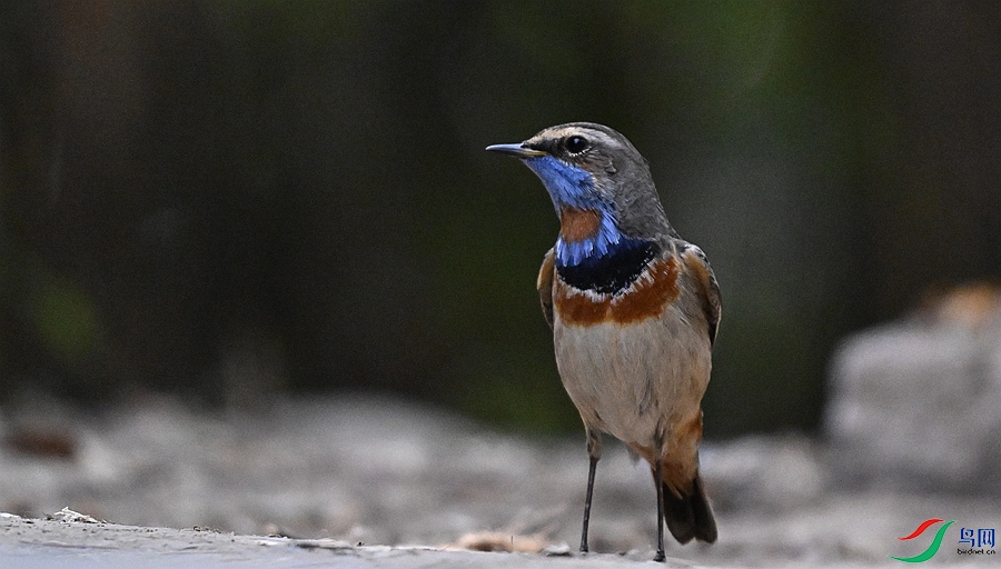 DSC_4154.JPG