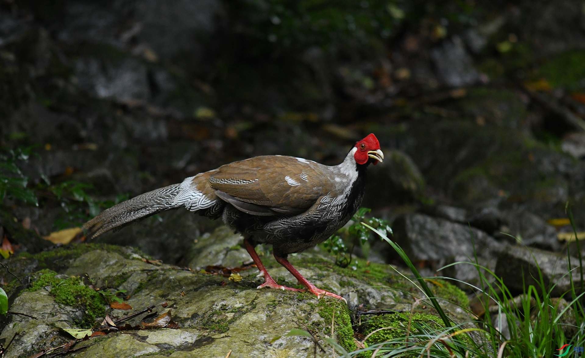 DSC_6358.jpg