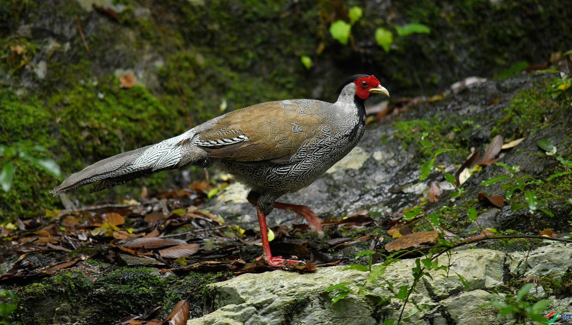 DSC_6312.jpg