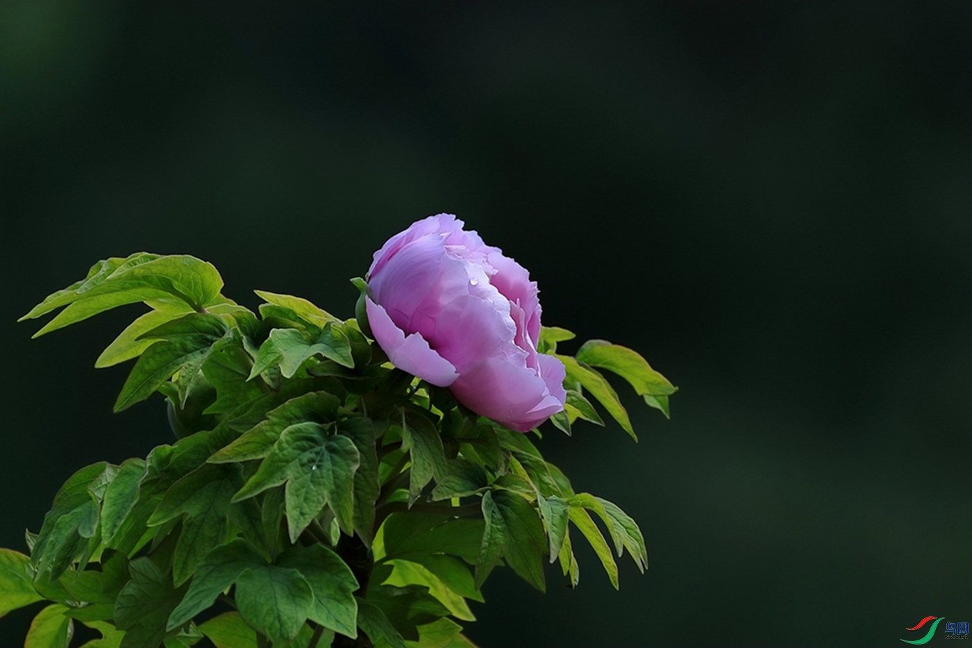 3X7A6724.JPG