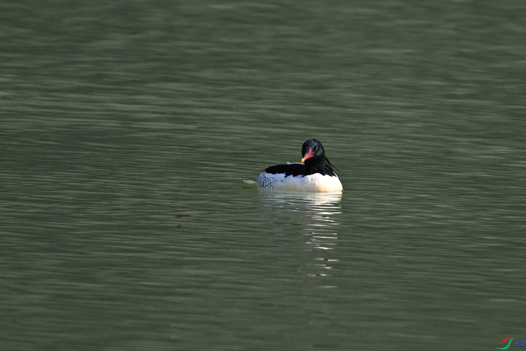 DSC_7272.JPG
