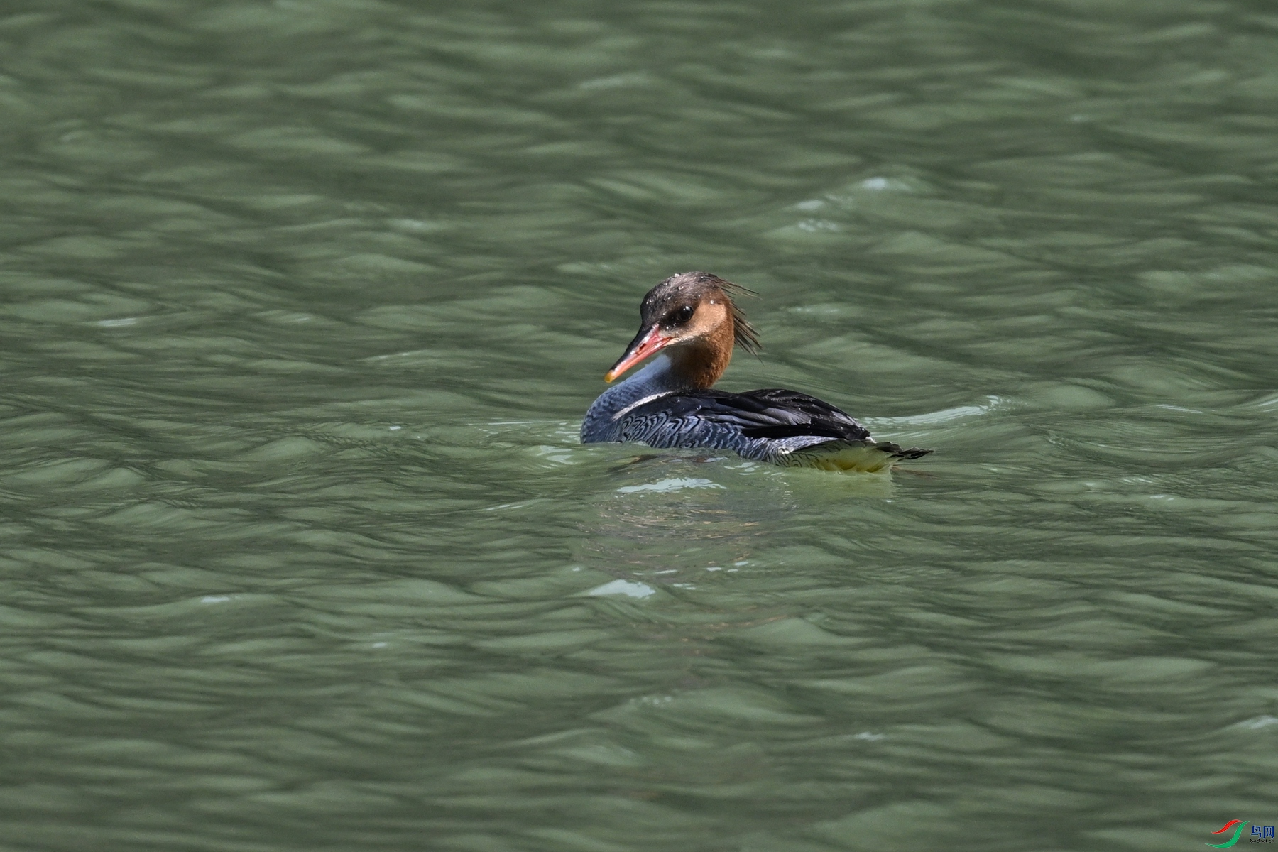 DSC_7297.JPG