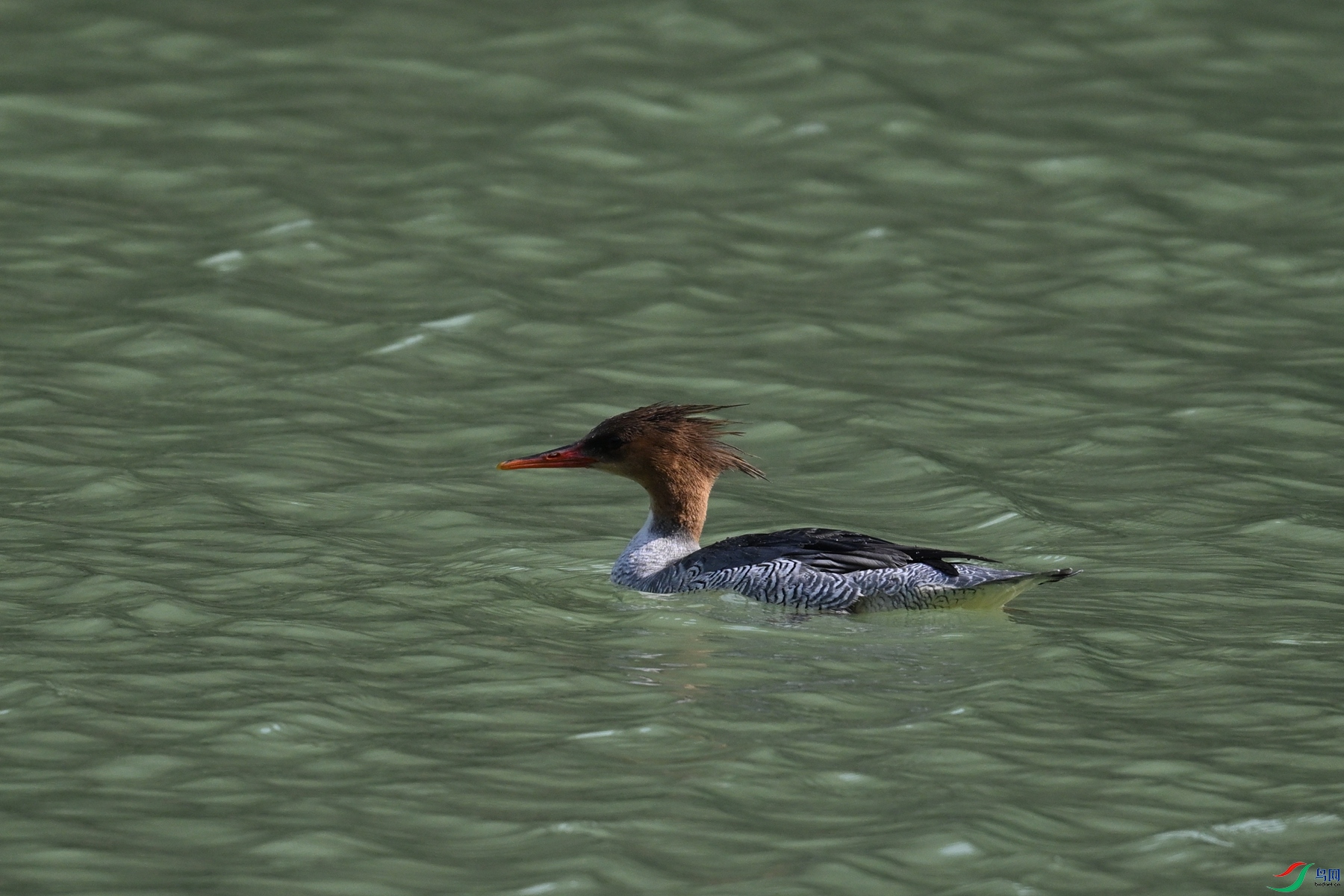 DSC_7302.JPG