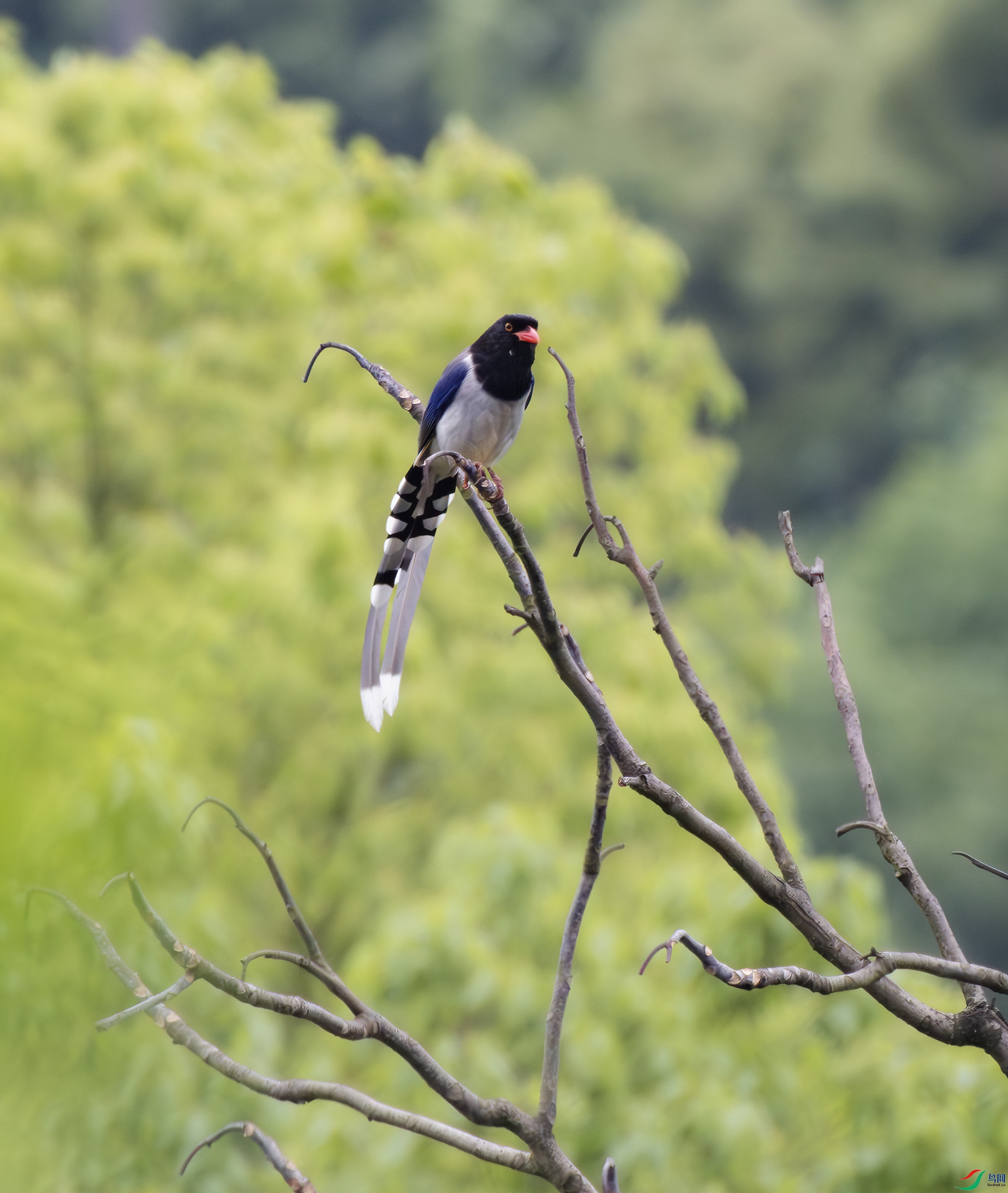 2I1A0454-����ǿ-NR ����.jpg