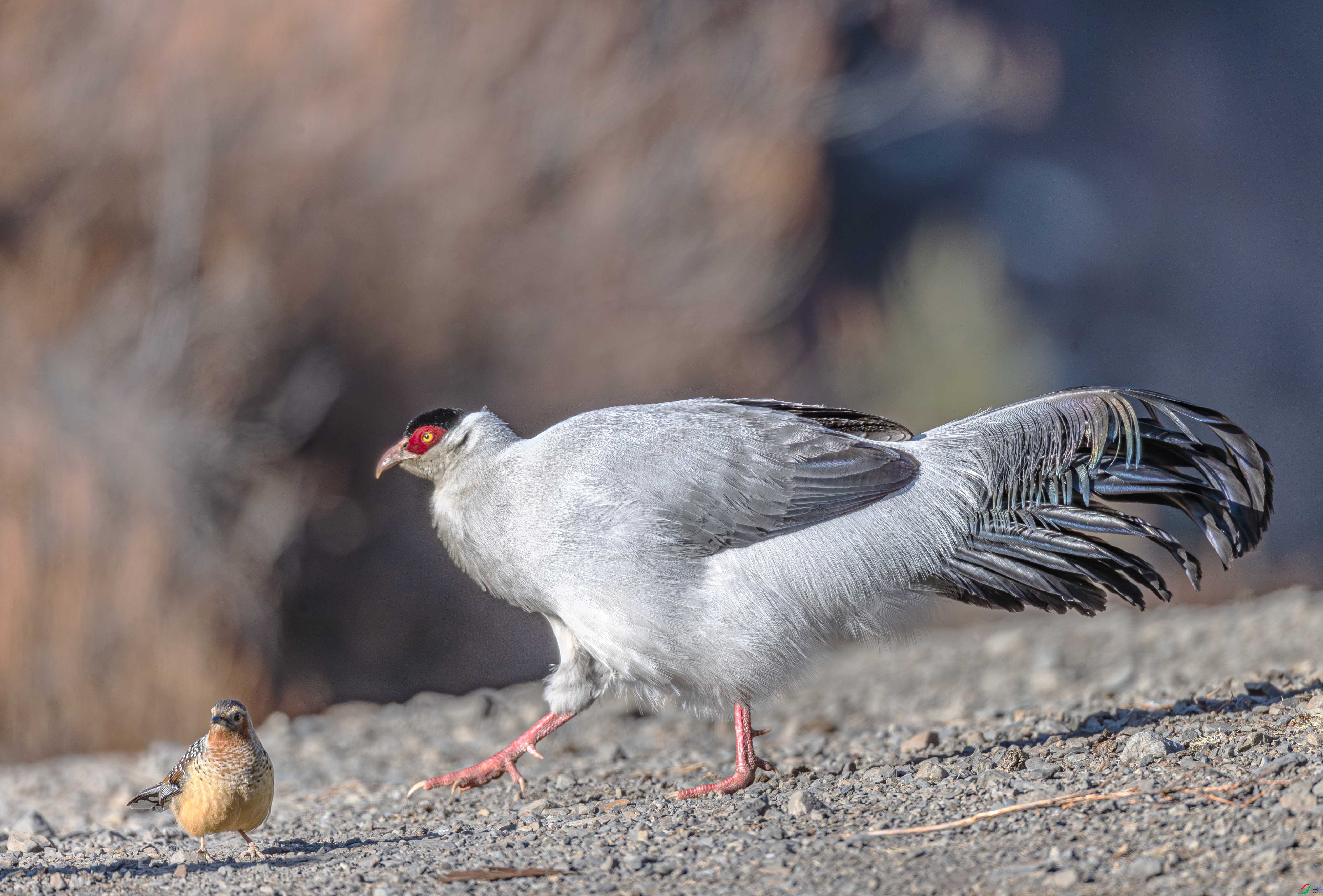 A46I4202-����ǿ-NR ����.jpg