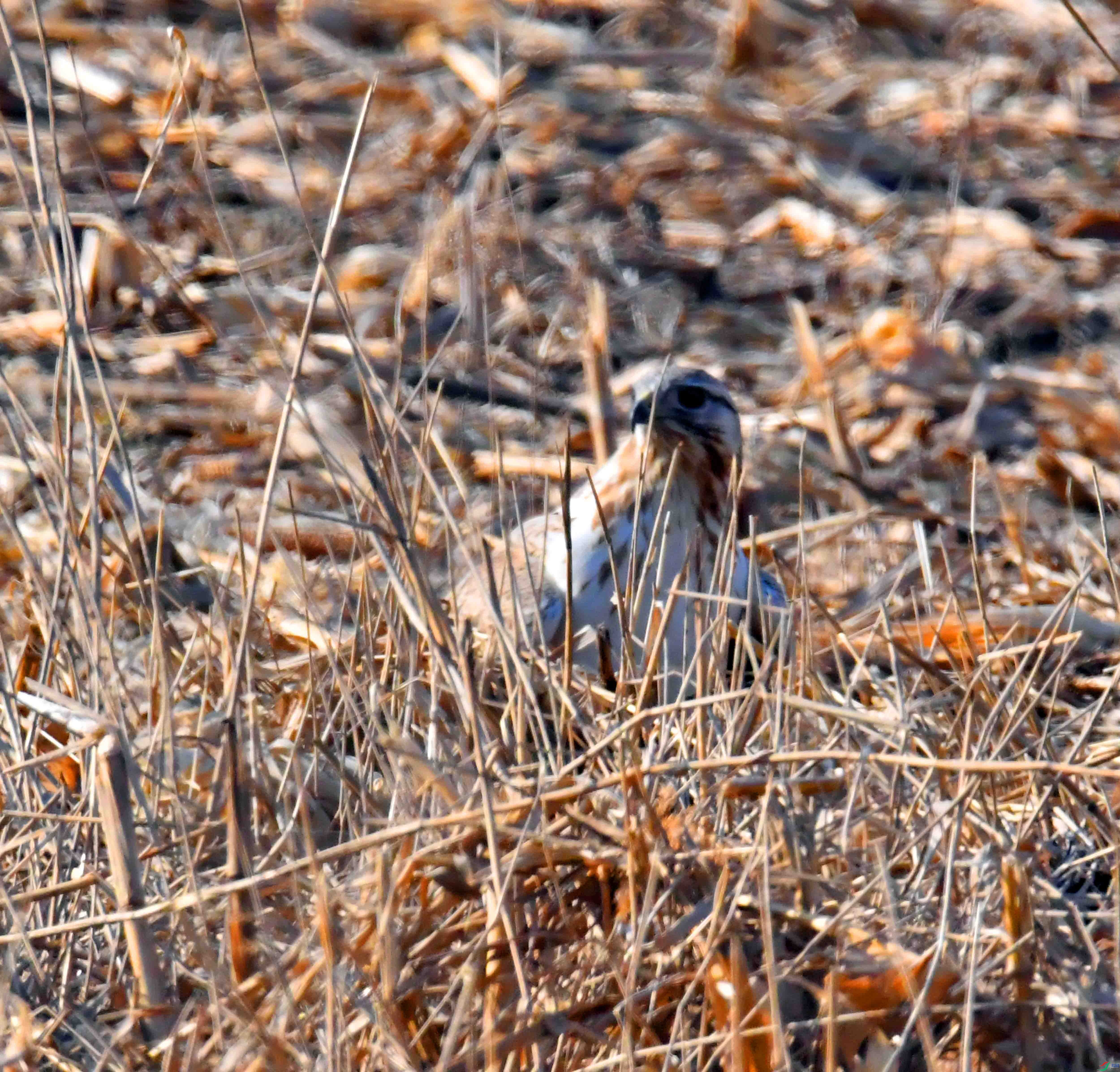DSC_1360.JPG