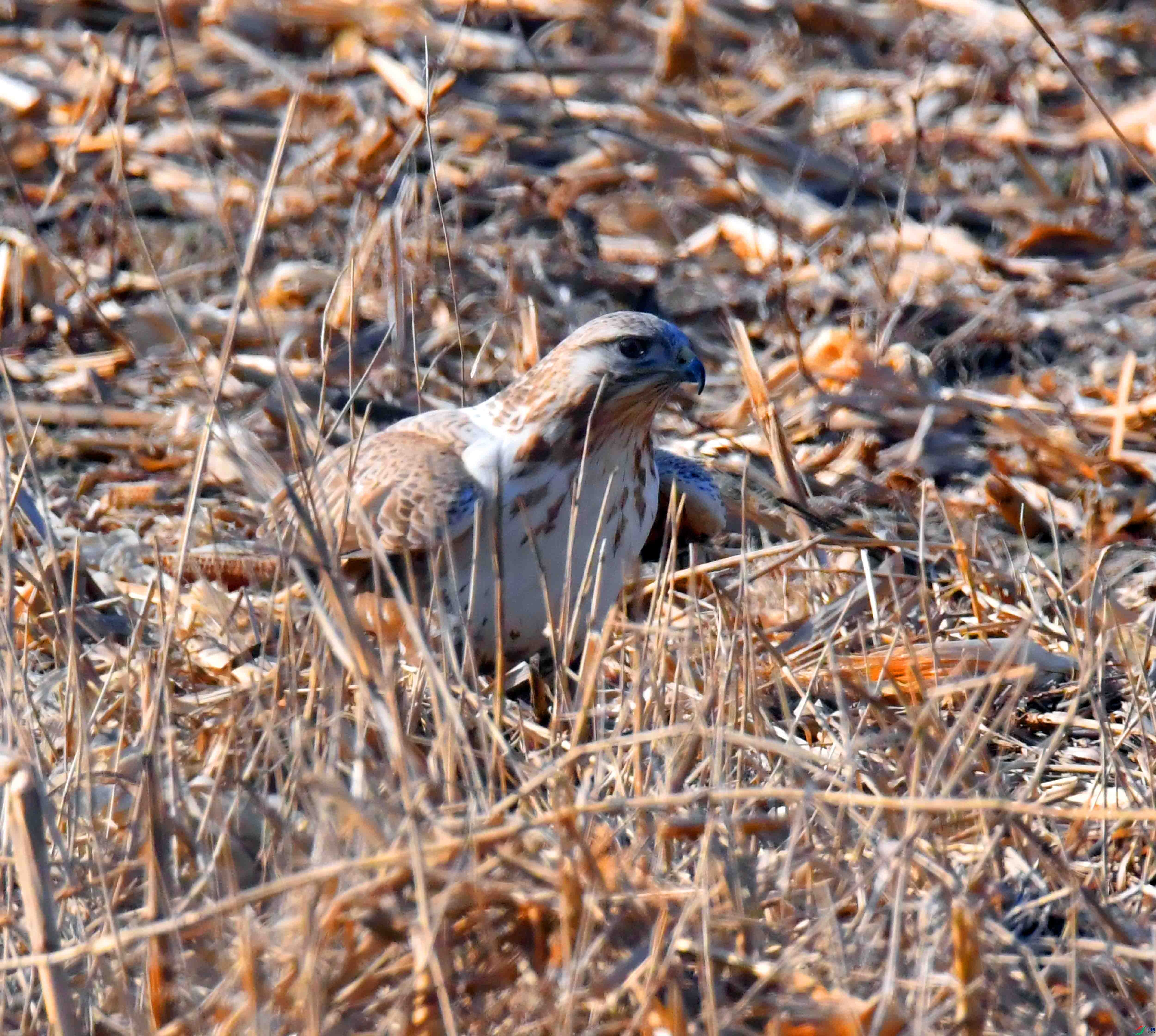 DSC_1366.JPG