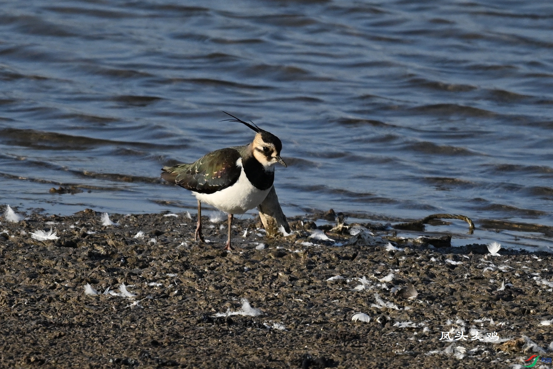 DSC_8574.JPG