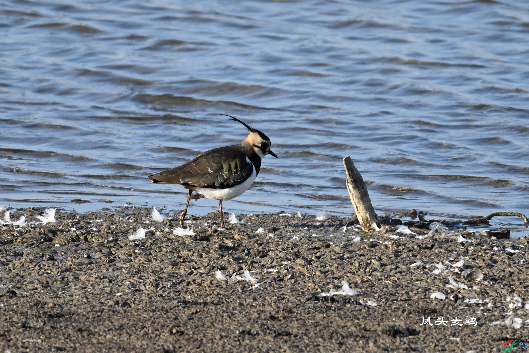 DSC_8569.JPG