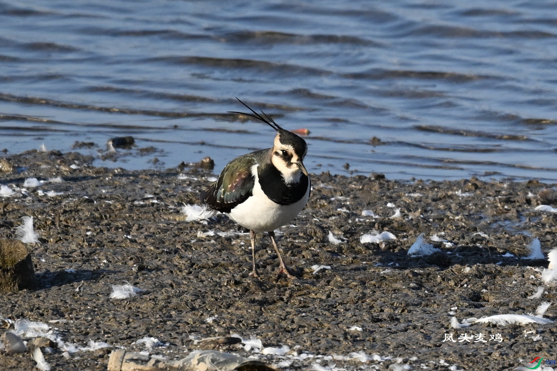 DSC_8603.JPG