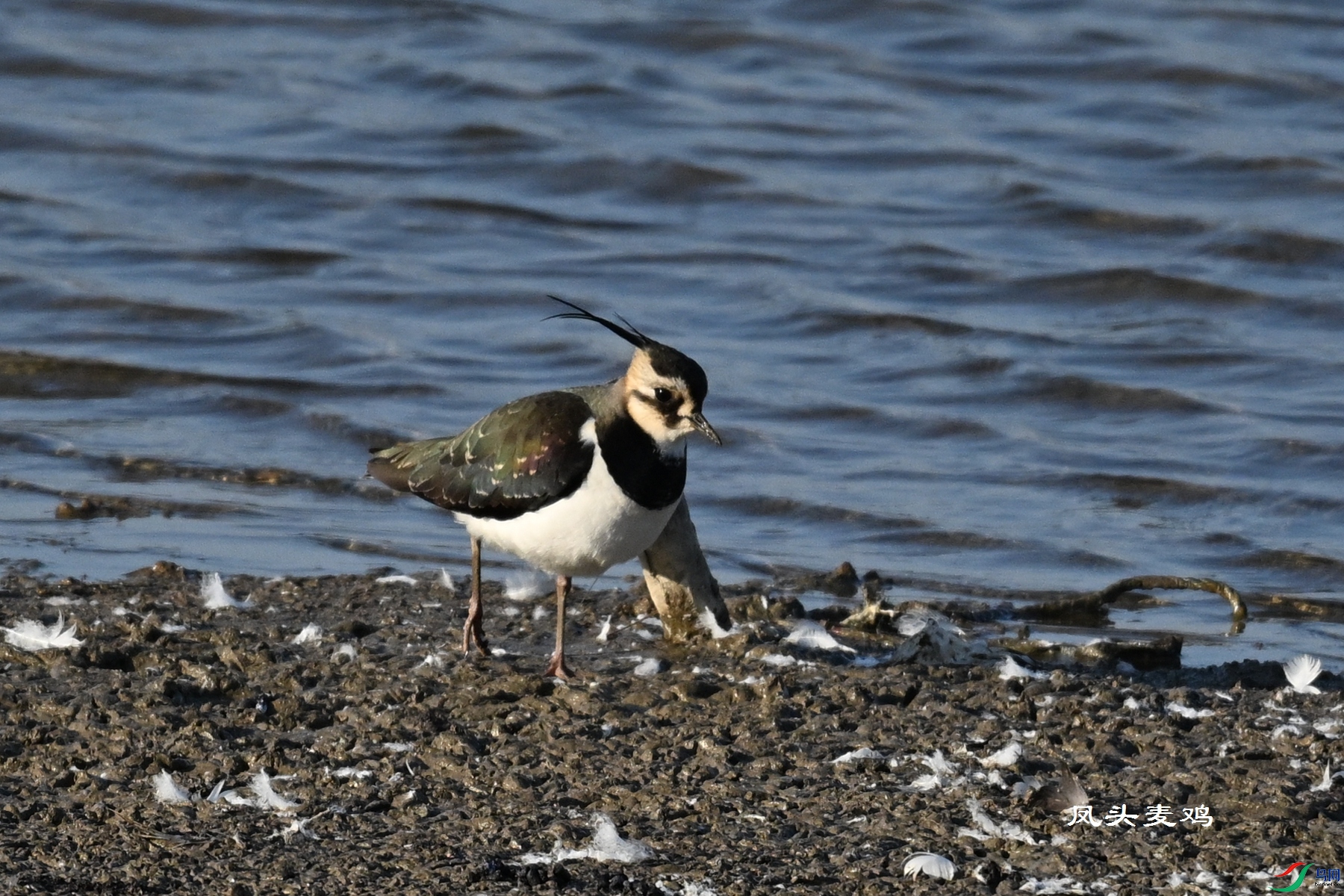DSC_8575.JPG