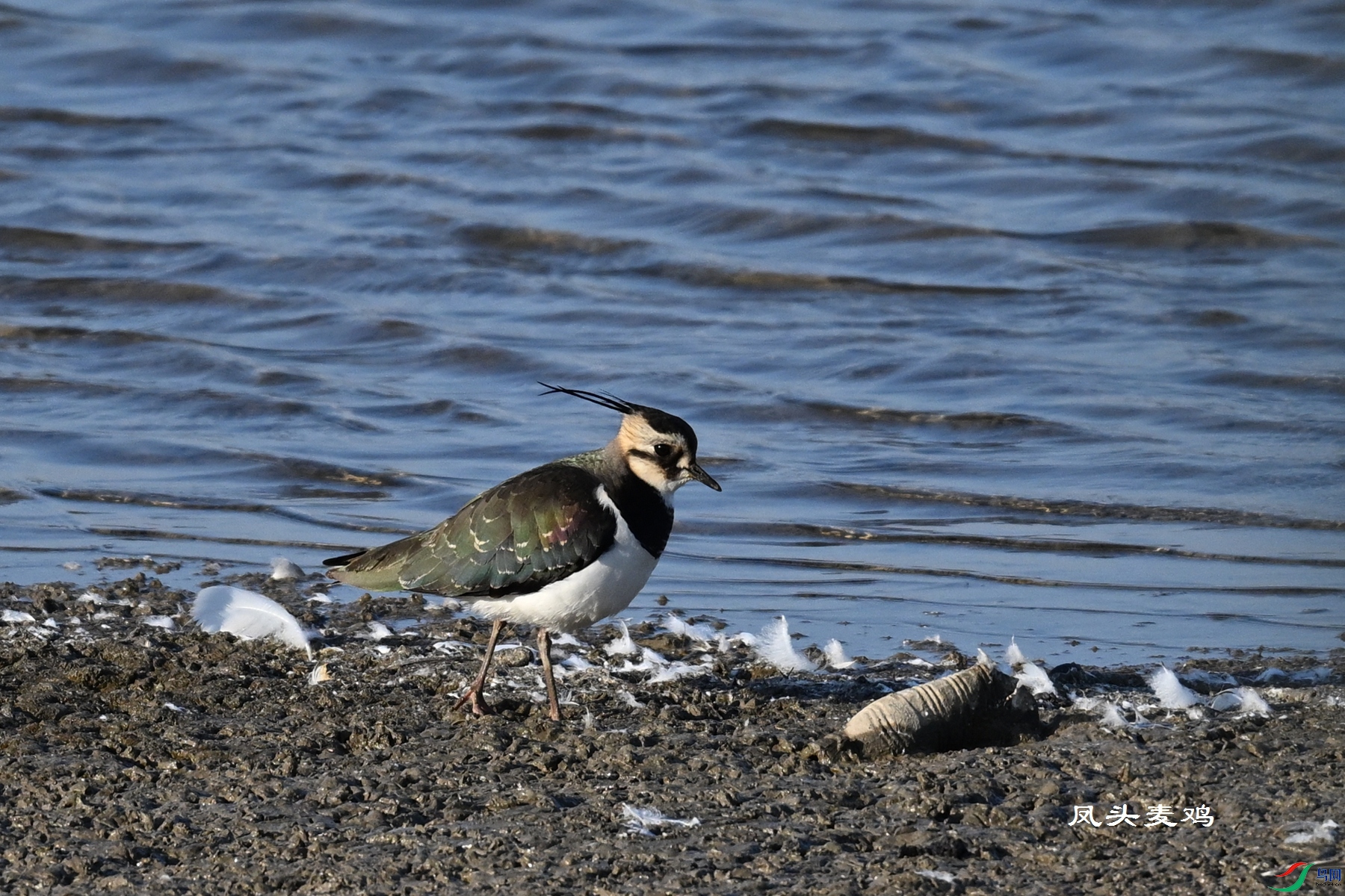 DSC_8596.JPG