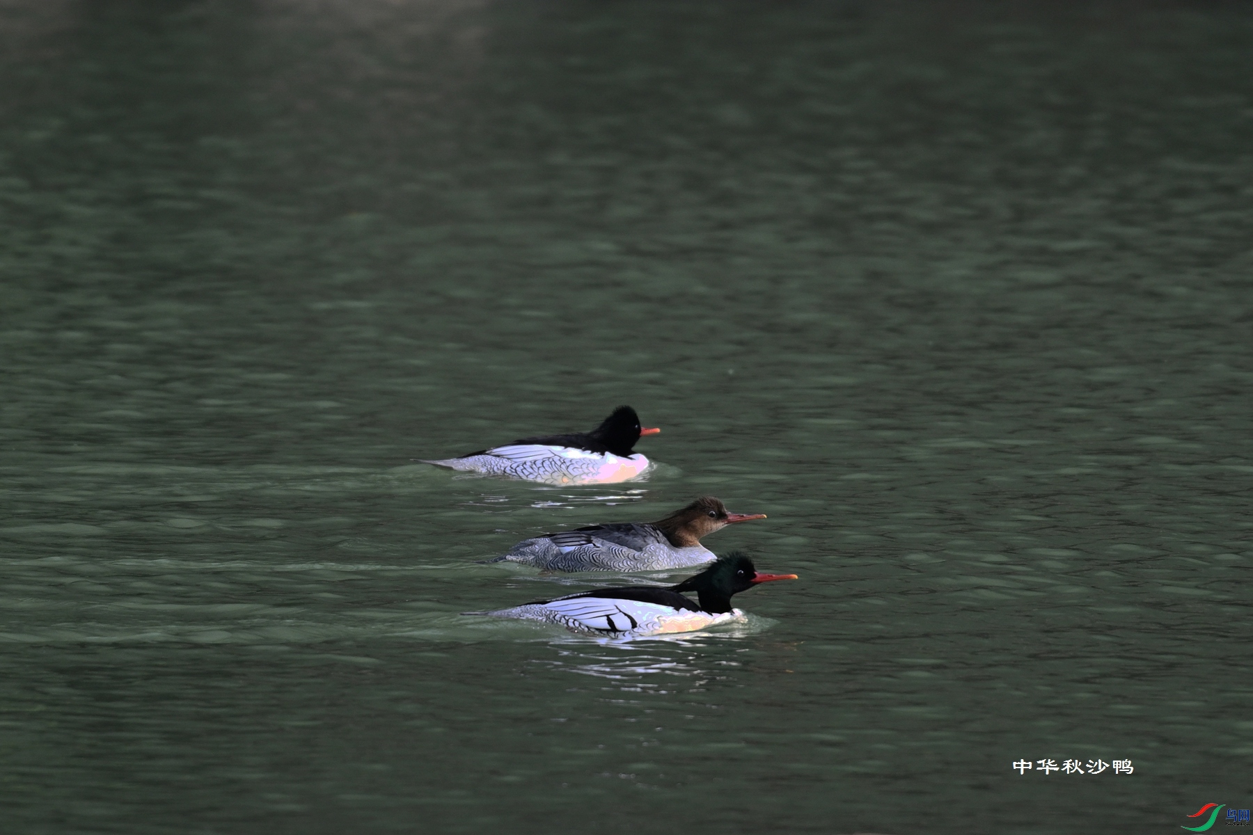 DSC_7255.JPG