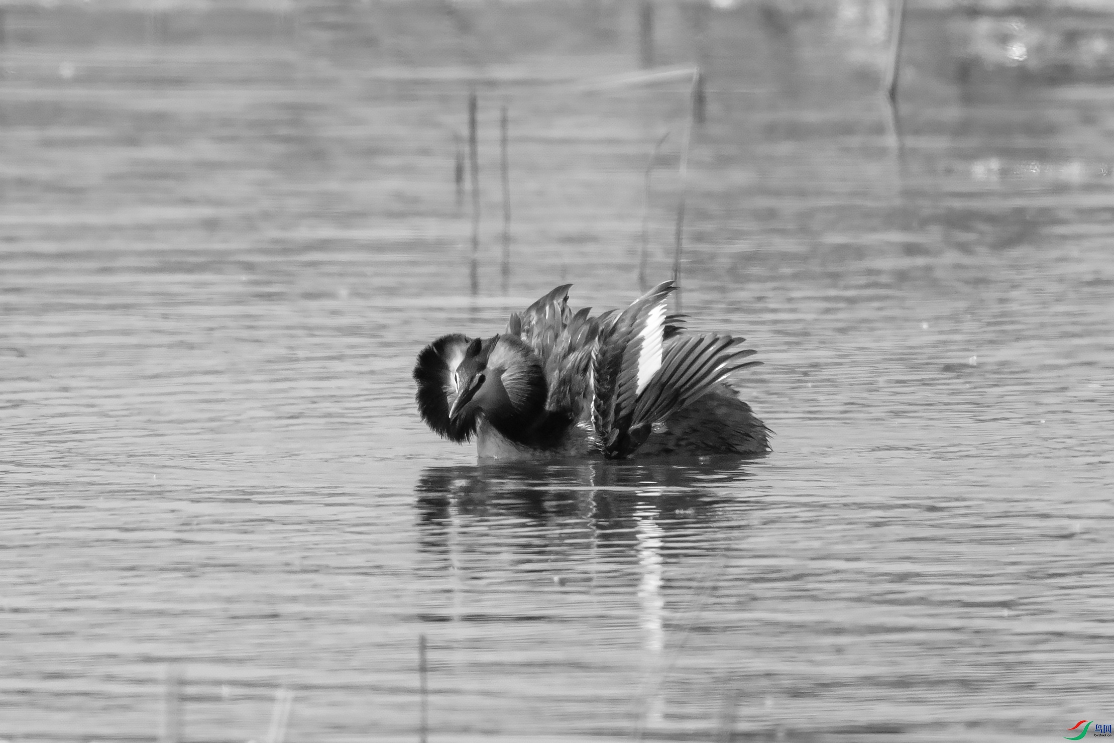 DSC_2771 ����.jpg