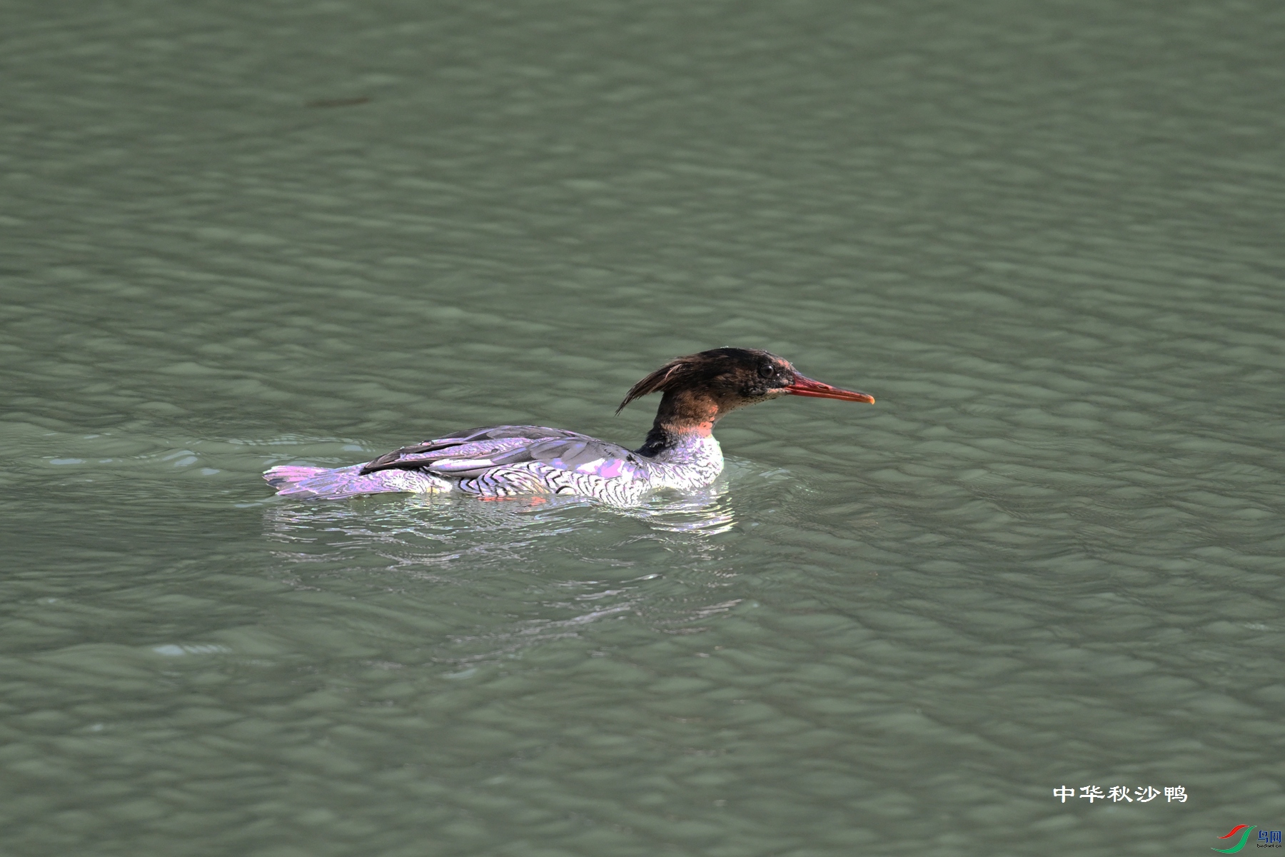 DSC_7285.JPG
