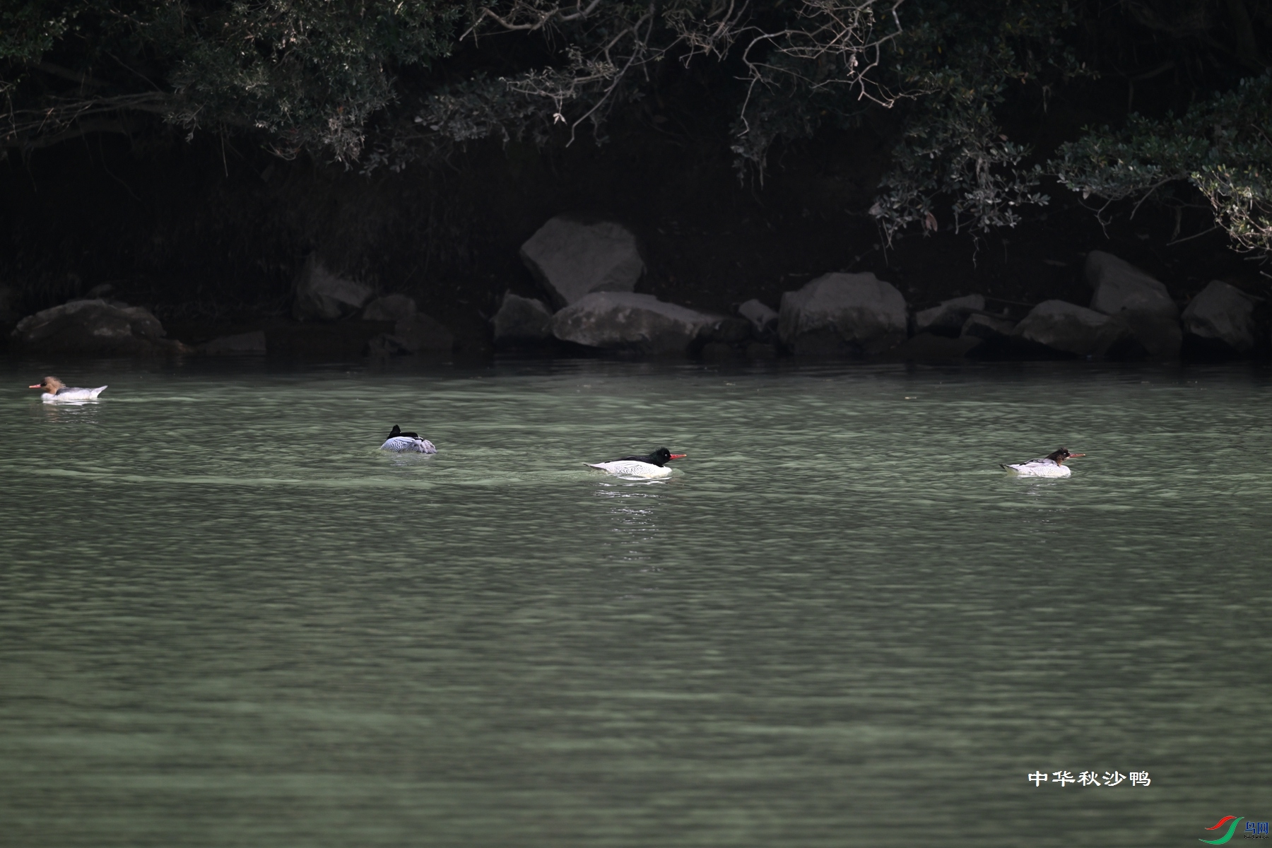 DSC_7205.JPG