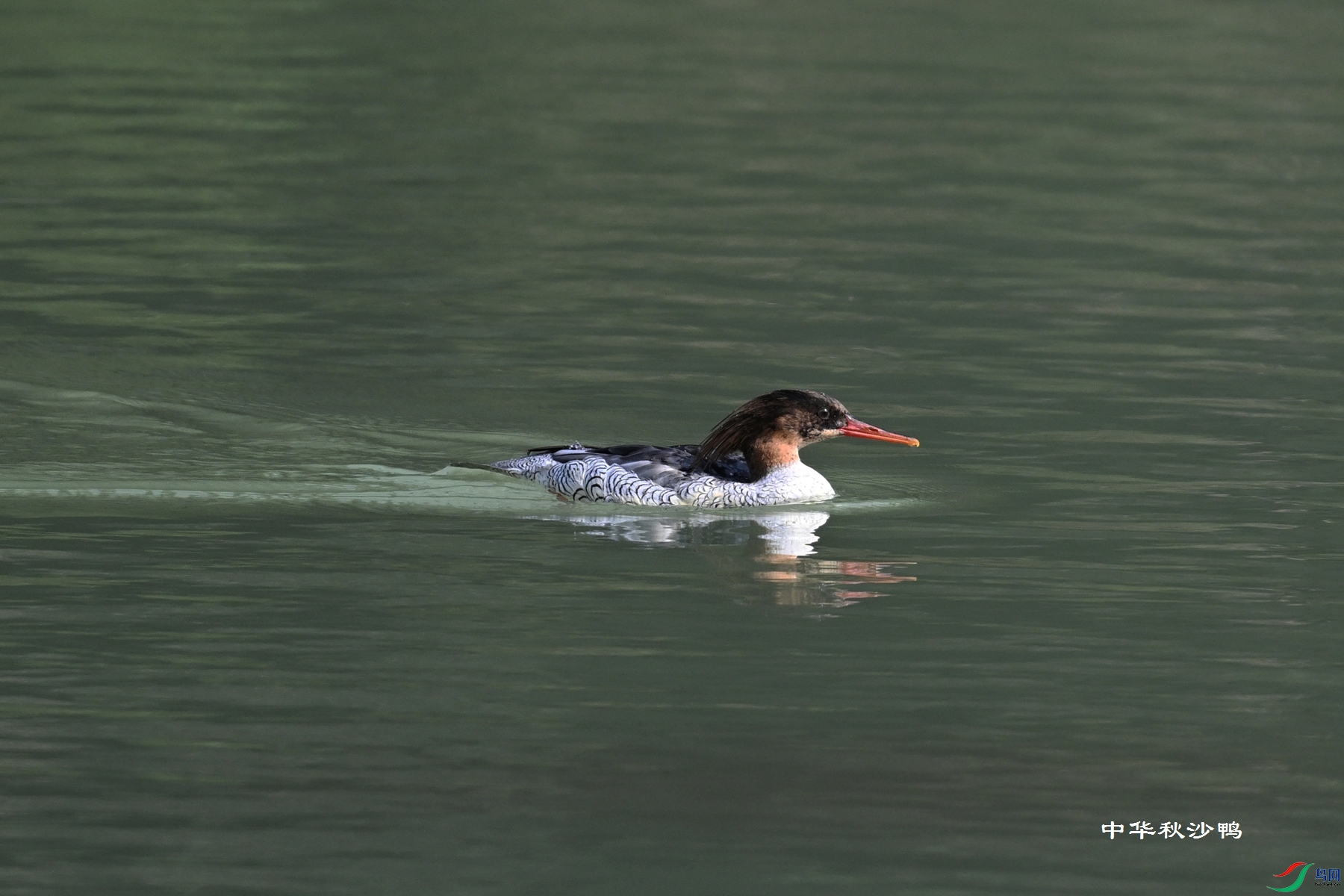 DSC_7276.JPG