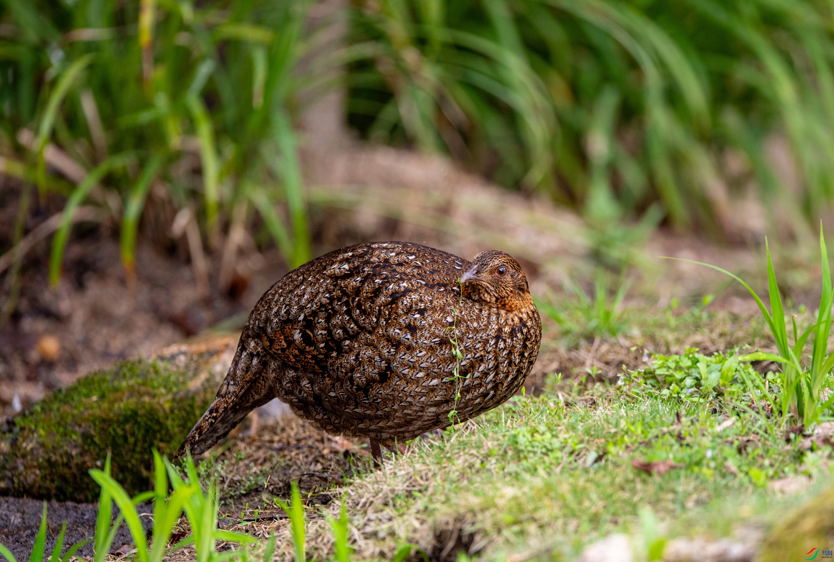 DSC_5333�Ƹ�����.JPG